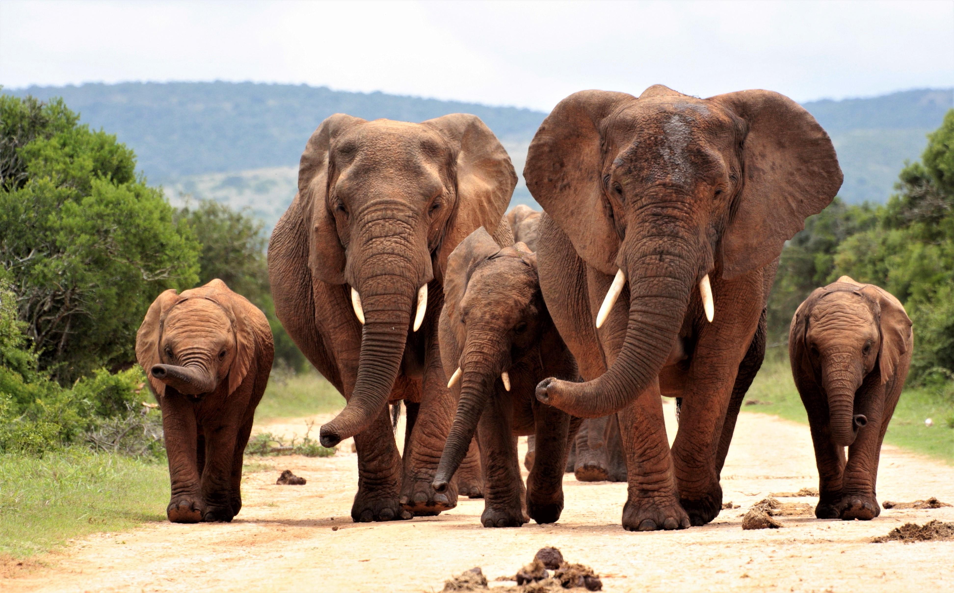 3888x2418 Majestic African Bush Elephant Family in Stunning 4K UHD Wallpaperx2418