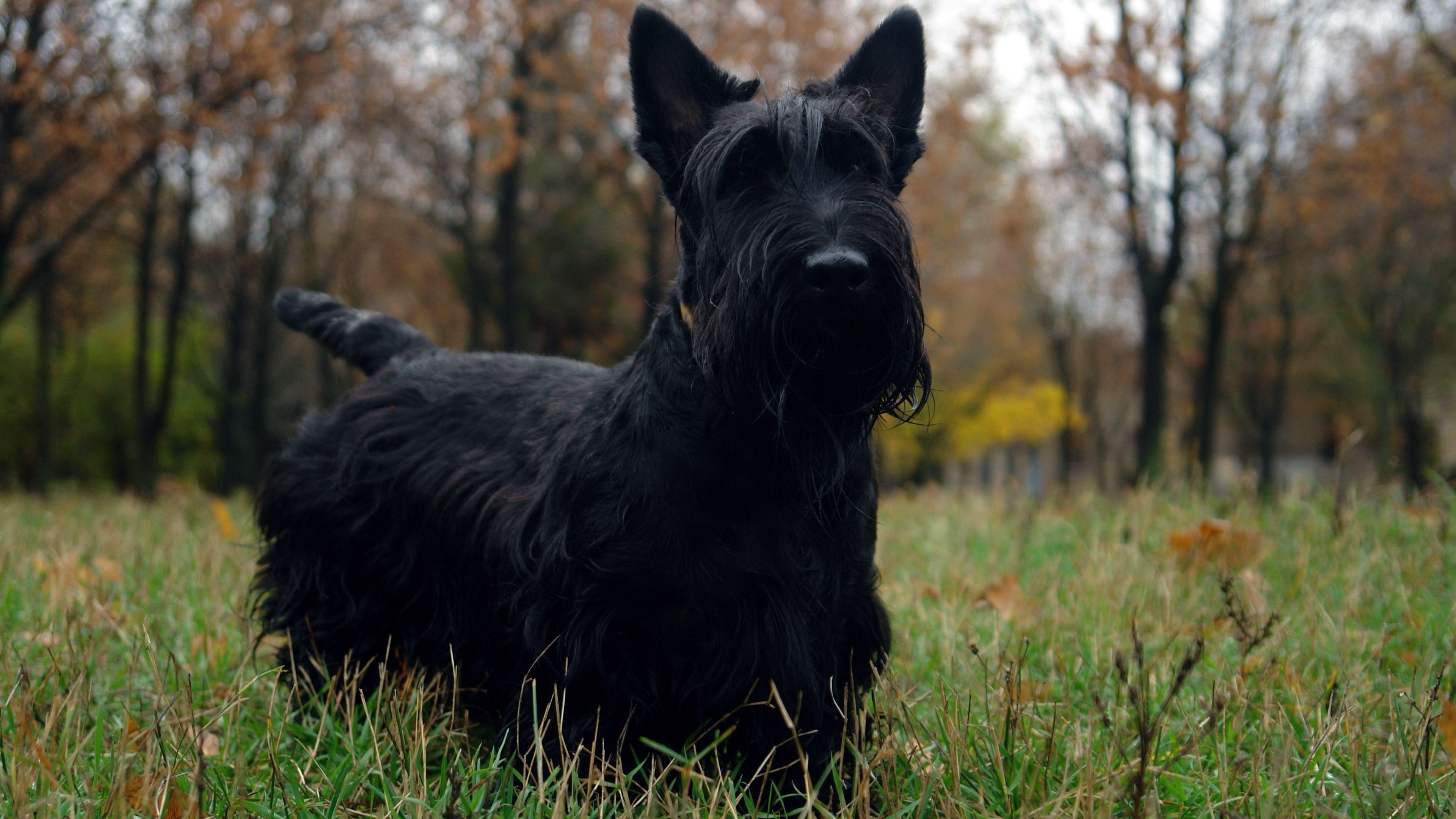 3840x2160 scottish terrier dog wallpaper HD wallpaper, Background