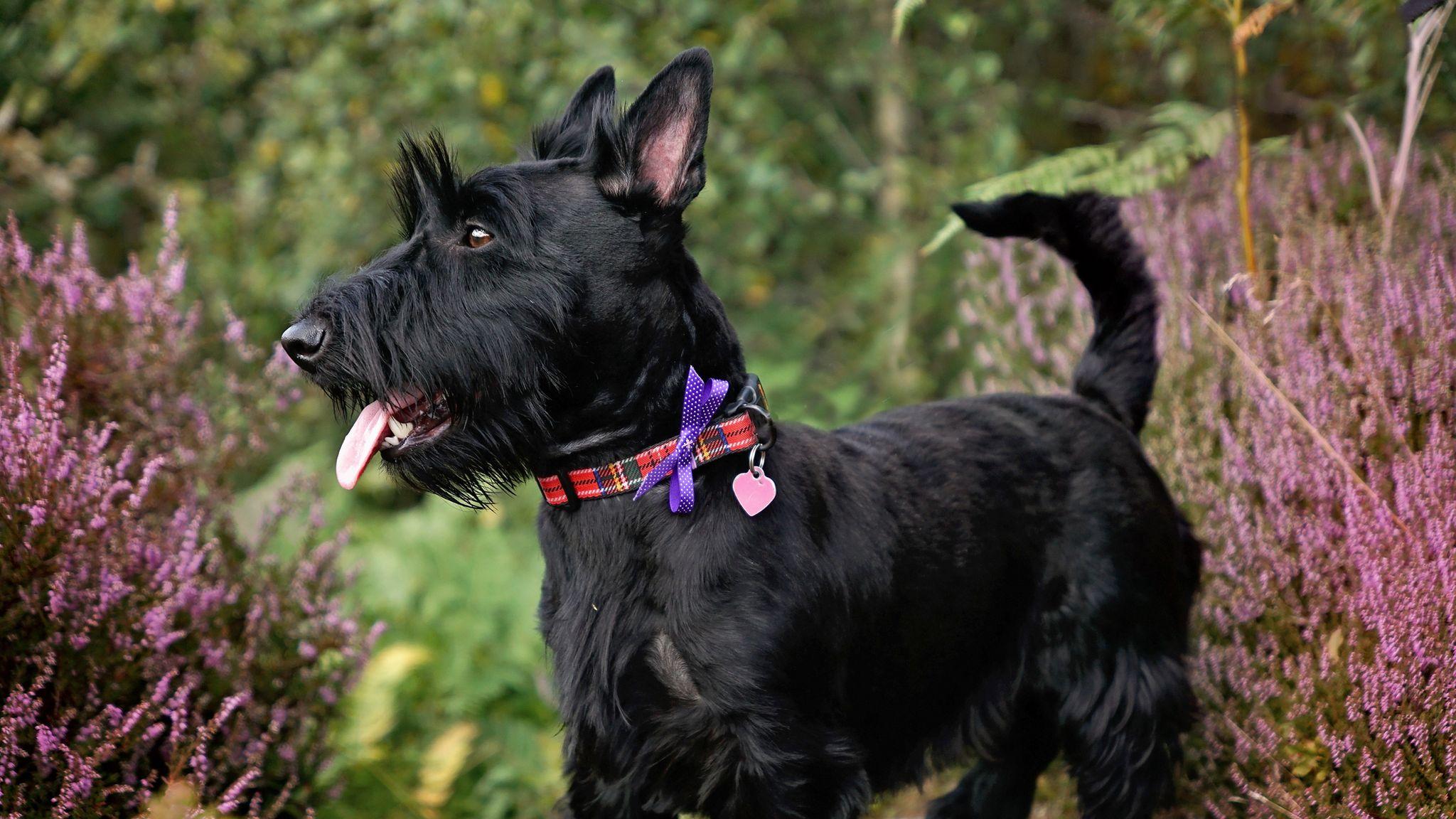 2048x1152 Scottish terriers on 'at watch' list as registrations fall