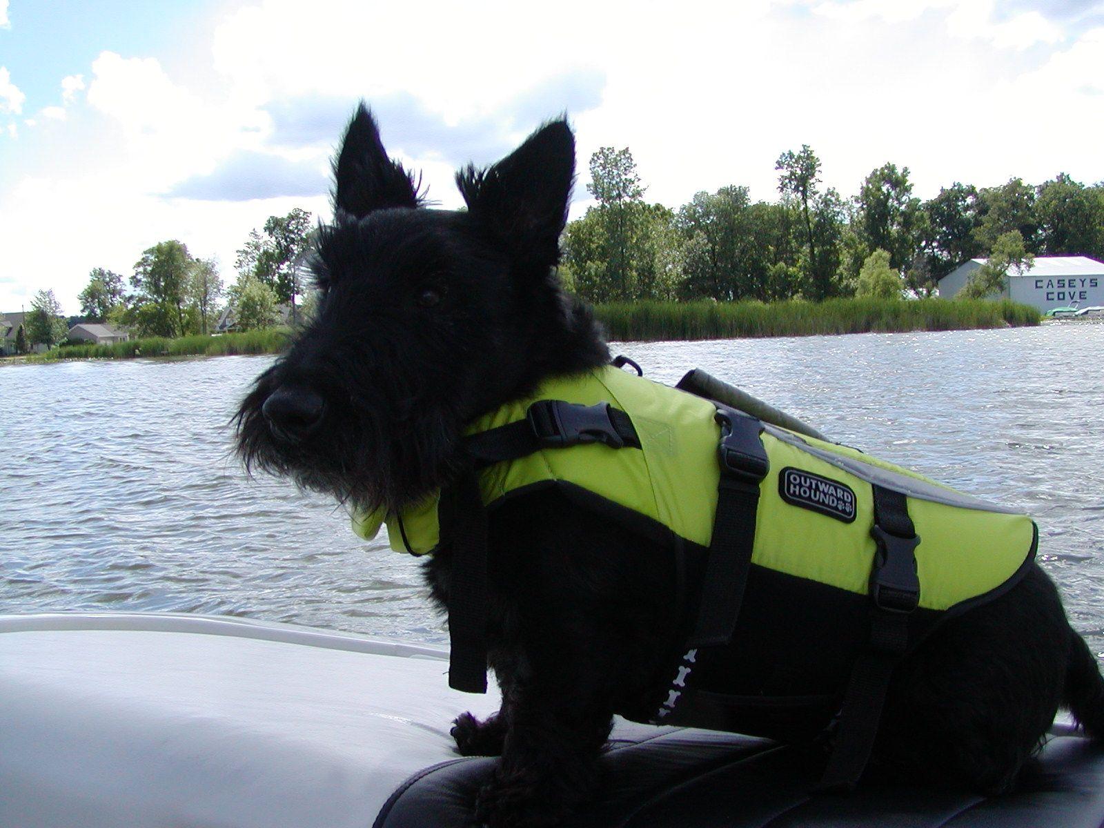1600x1200 Walter in his life jacket enjoying a boat ride at the lake. Scotties are funny dogs!. Scottish terrier puppy, Scottie terrier, Scottie dog