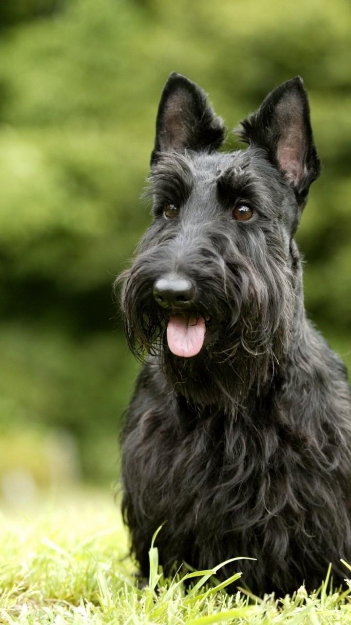 Scottish Terrier Wallpapers - Top Free Scottish Terrier Backgrounds ...