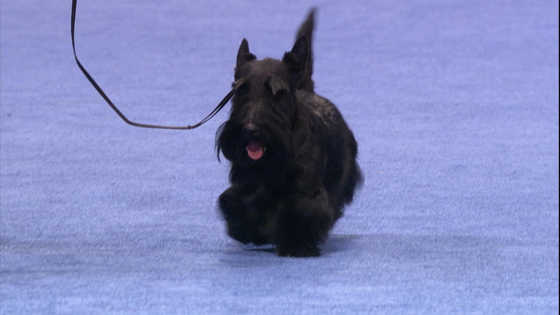 1920x1080 National Dog Show 2009: Scottish Terrier wins Best in Show