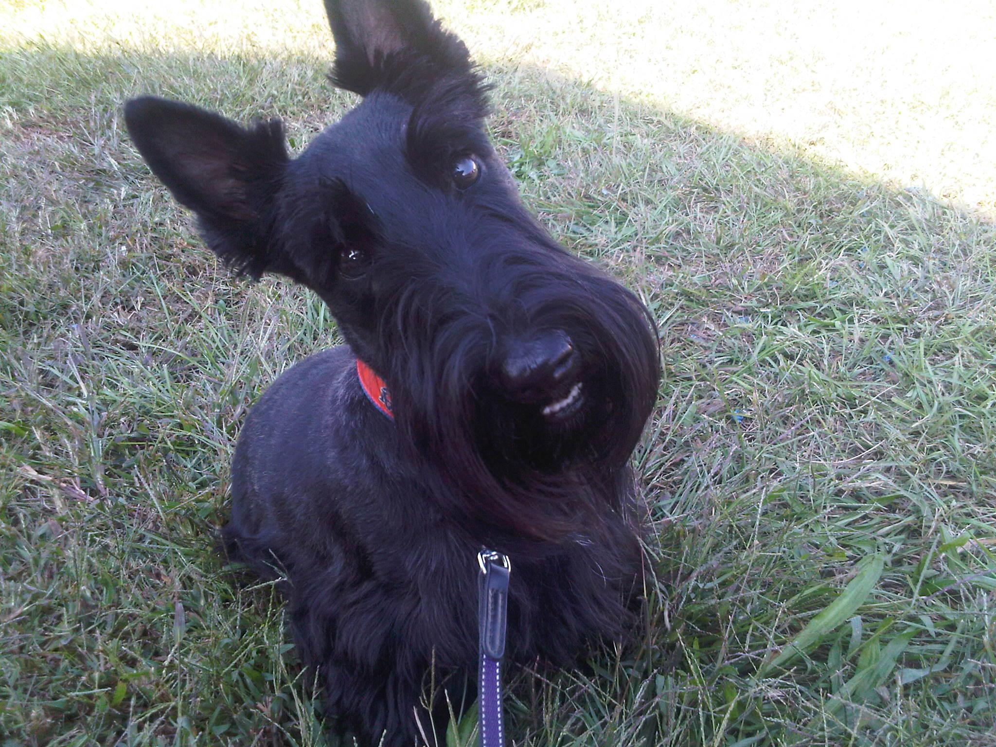 2048x1536 Funny Scottish Terrier dog face photo and wallpaper. Beautiful Funny Scottish Terrier dog face picture
