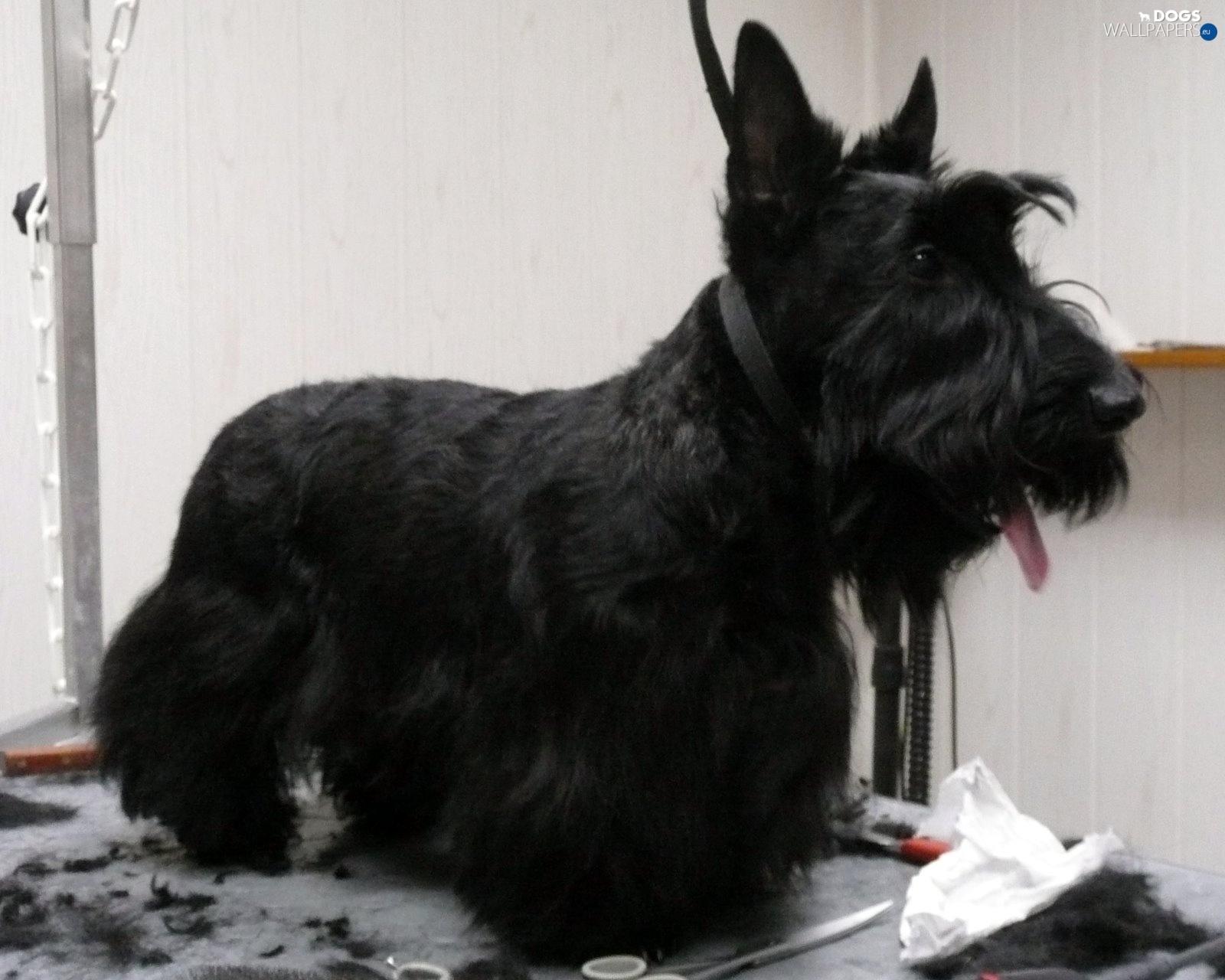 1600x1280 Scottish Terrier, cut wallpaper: 1600x1280