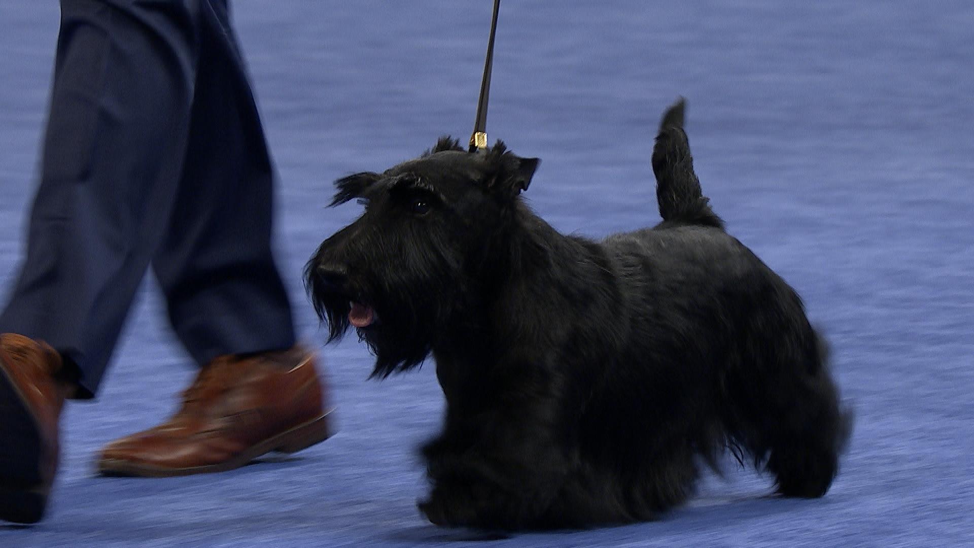 1920x1080 Scottish Terrier, 2019 National Dog Show, Terrier Group