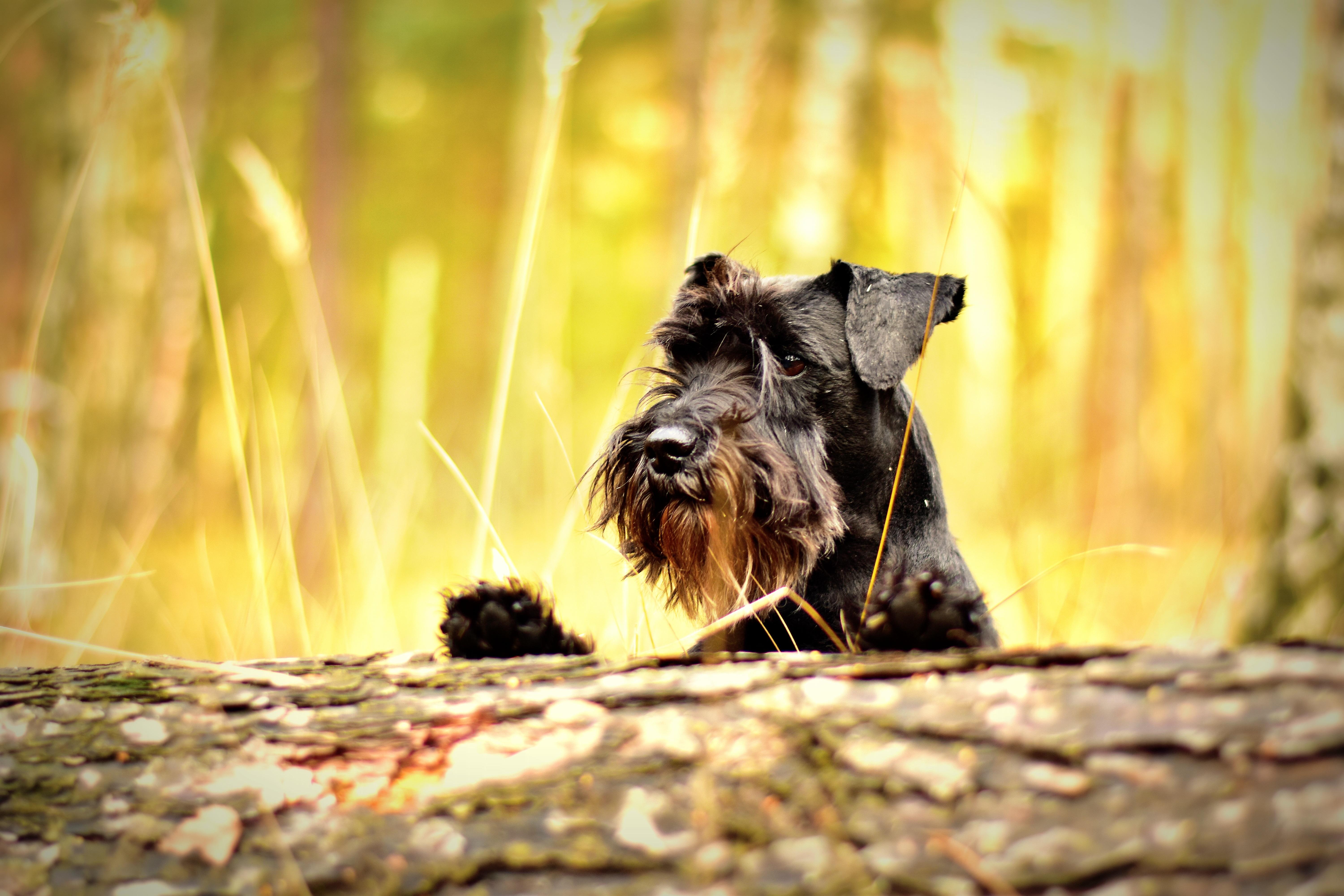 6000x4000 Schnauzer 4k Ultra HD Wallpaper
