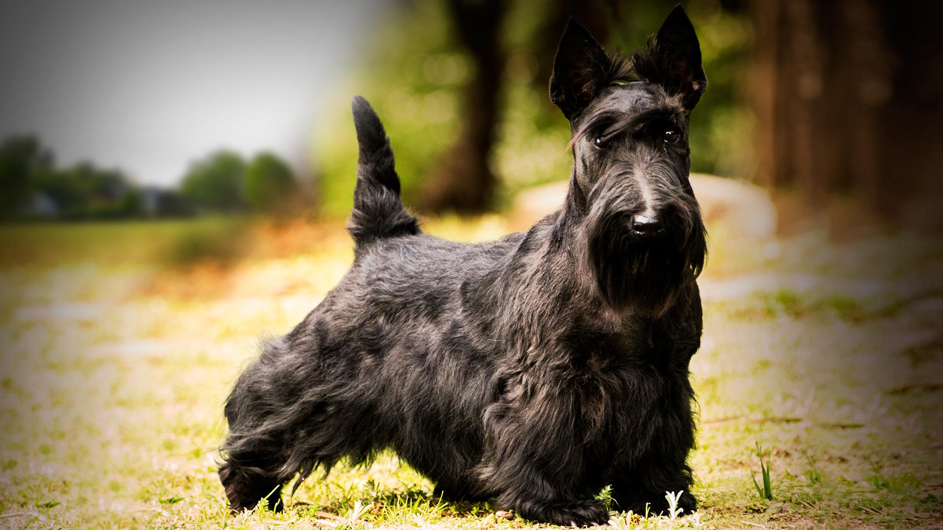 Scottish Terrier Wallpapers - Top Free Scottish Terrier Backgrounds