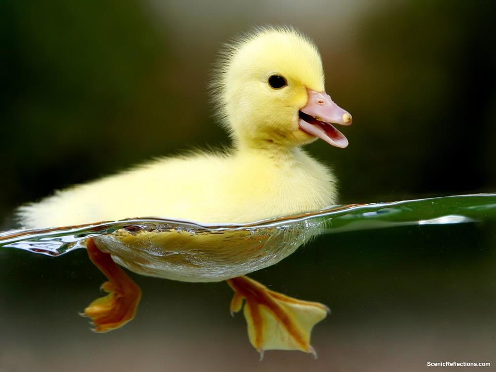 1024x768 Just Keep Swimming Free Desktop Wallpaper and Free Screens