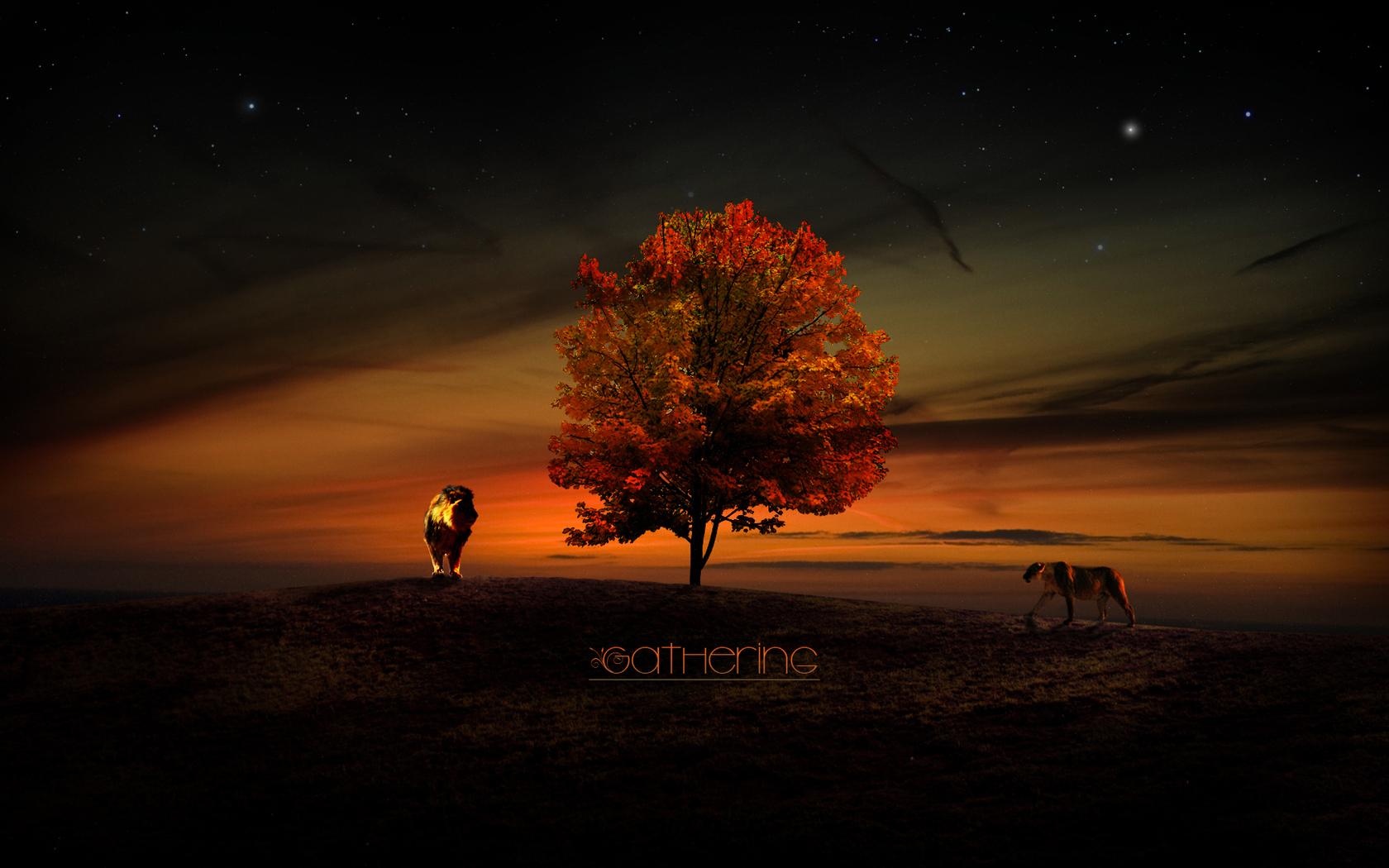 1680x1050 Lions the tree of life wallpaper and image, picture, photo