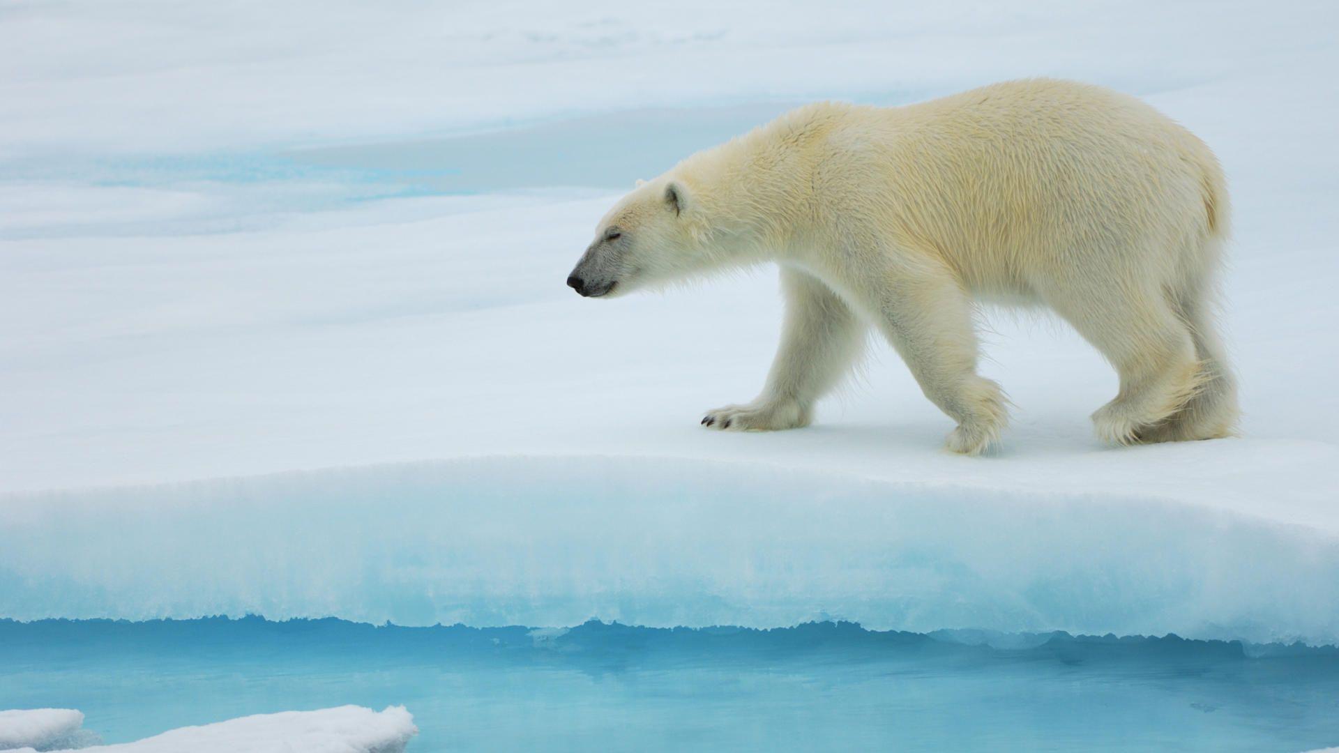 1920x1080 Animals: Polar Bear, Svalbard, Norwegian Arctic, picture nr. 34062