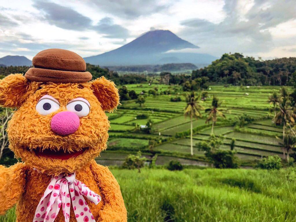 1024x768 Fozzie Bear is the third sunrise of 2020. Not such a bad start into the new year. Stunning rice terraces in Eastern #Bali and Mount #Agung in the background
