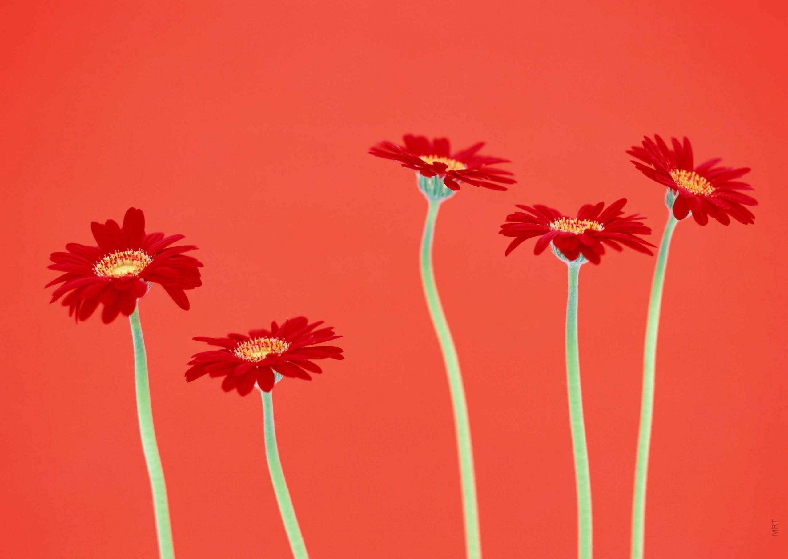2560x1817 Wallpaper Nature Flowers Quotes Valley Iran Holland Macro • Wallpaper For You HD Wallpaper For Desktop & Mobile