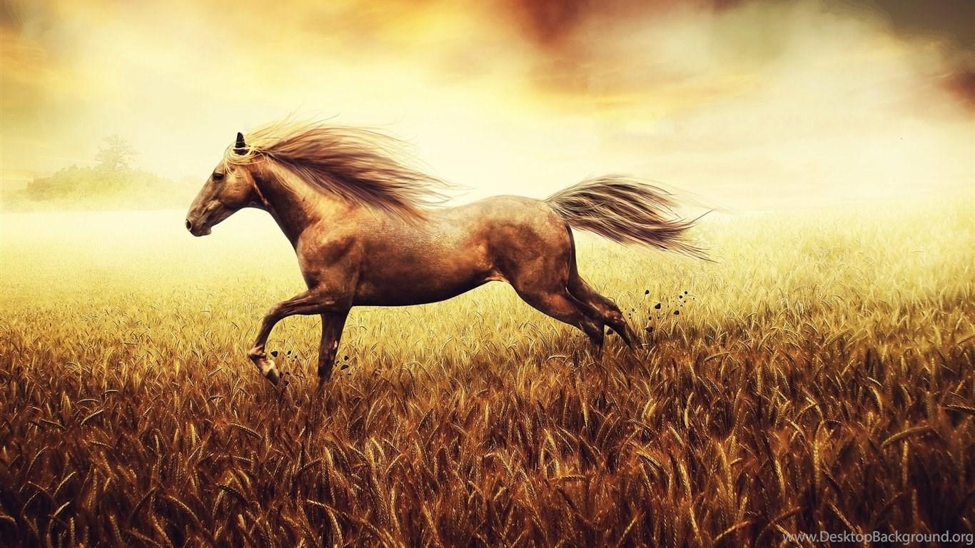 1366x768 War Horse Desktop HD Wallpaper Run Fast Desktop Background