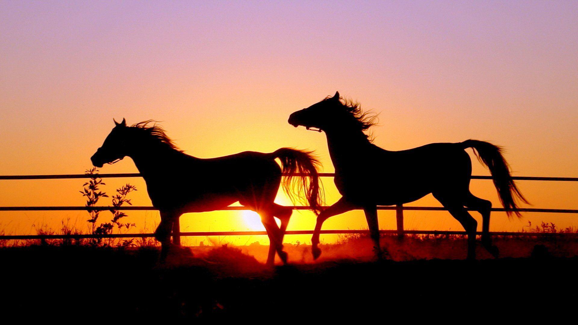 1920x1080 Free download War Horse Wallpaper Image Group 39 [1920x1080] for your Desktop, Mobile & Tablet. Explore Beautiful Autumn Horses Wallpaper. Beautiful Autumn Horses Wallpaper, Beautiful Horses Wallpaper, Beautiful Autumn Wallpaper