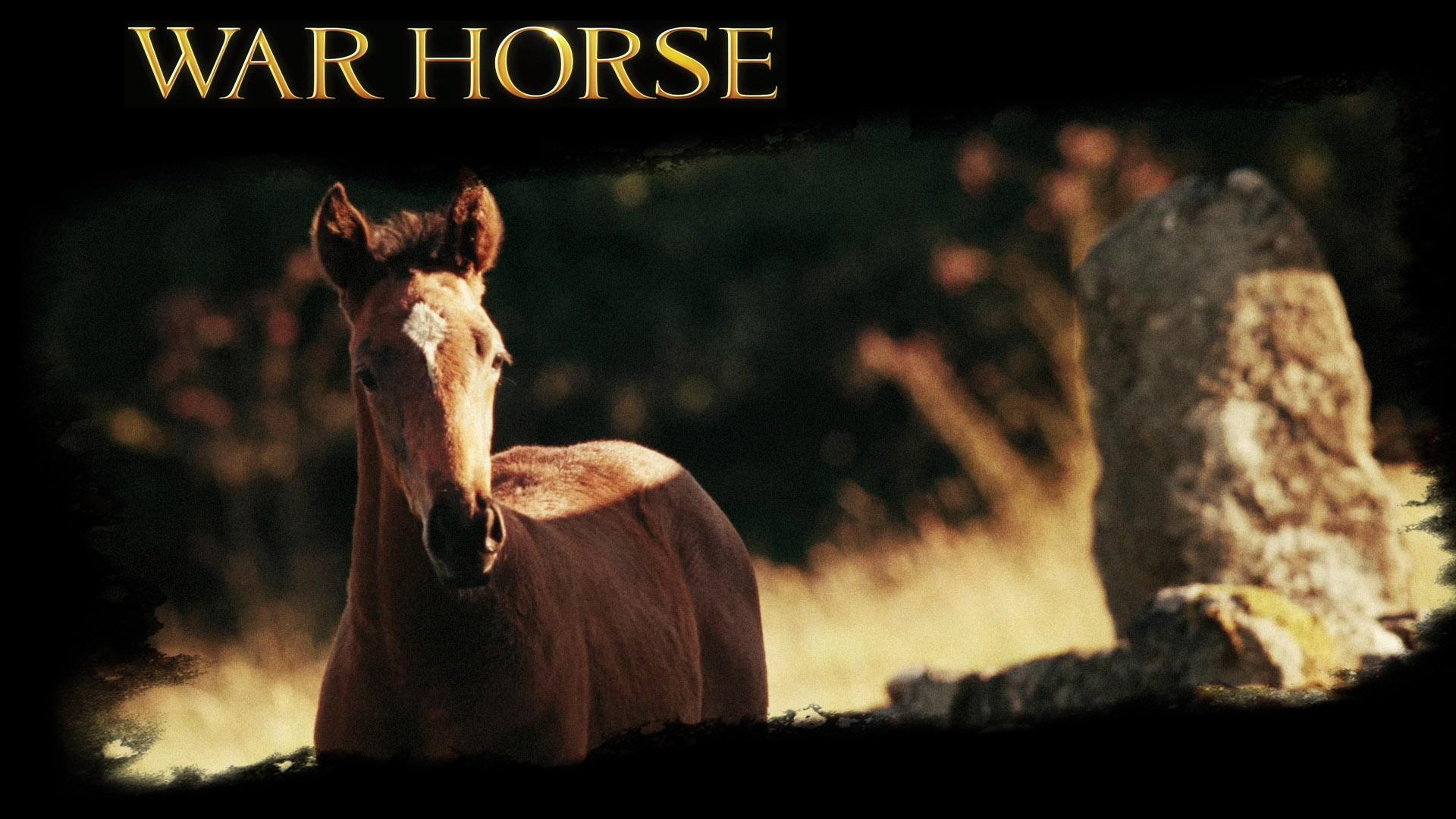 1920x1080 War Horse Horse The movie Wallpaper