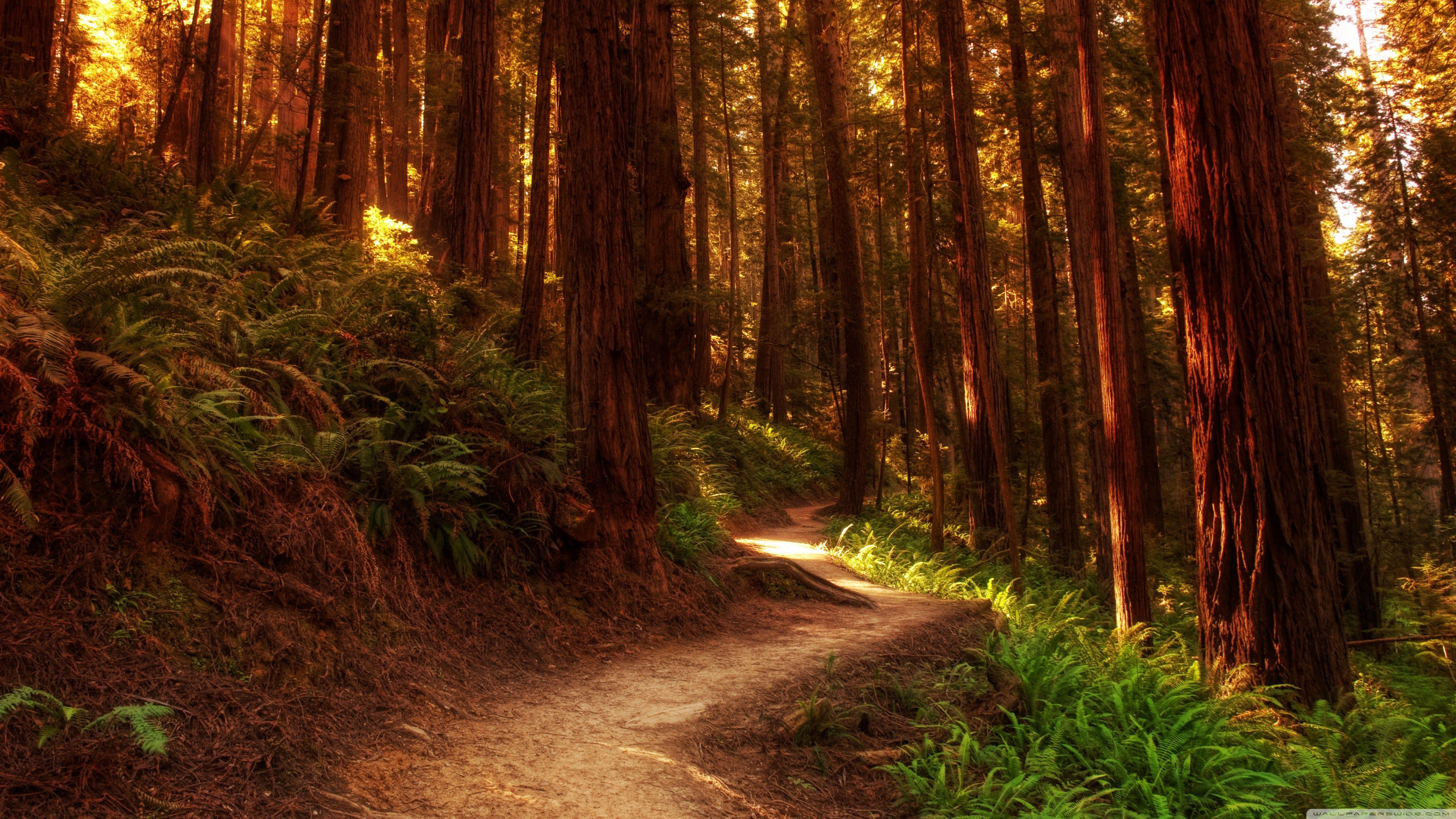 Redwood Forest Scenic Wallpapers - Top Free Redwood Forest Scenic