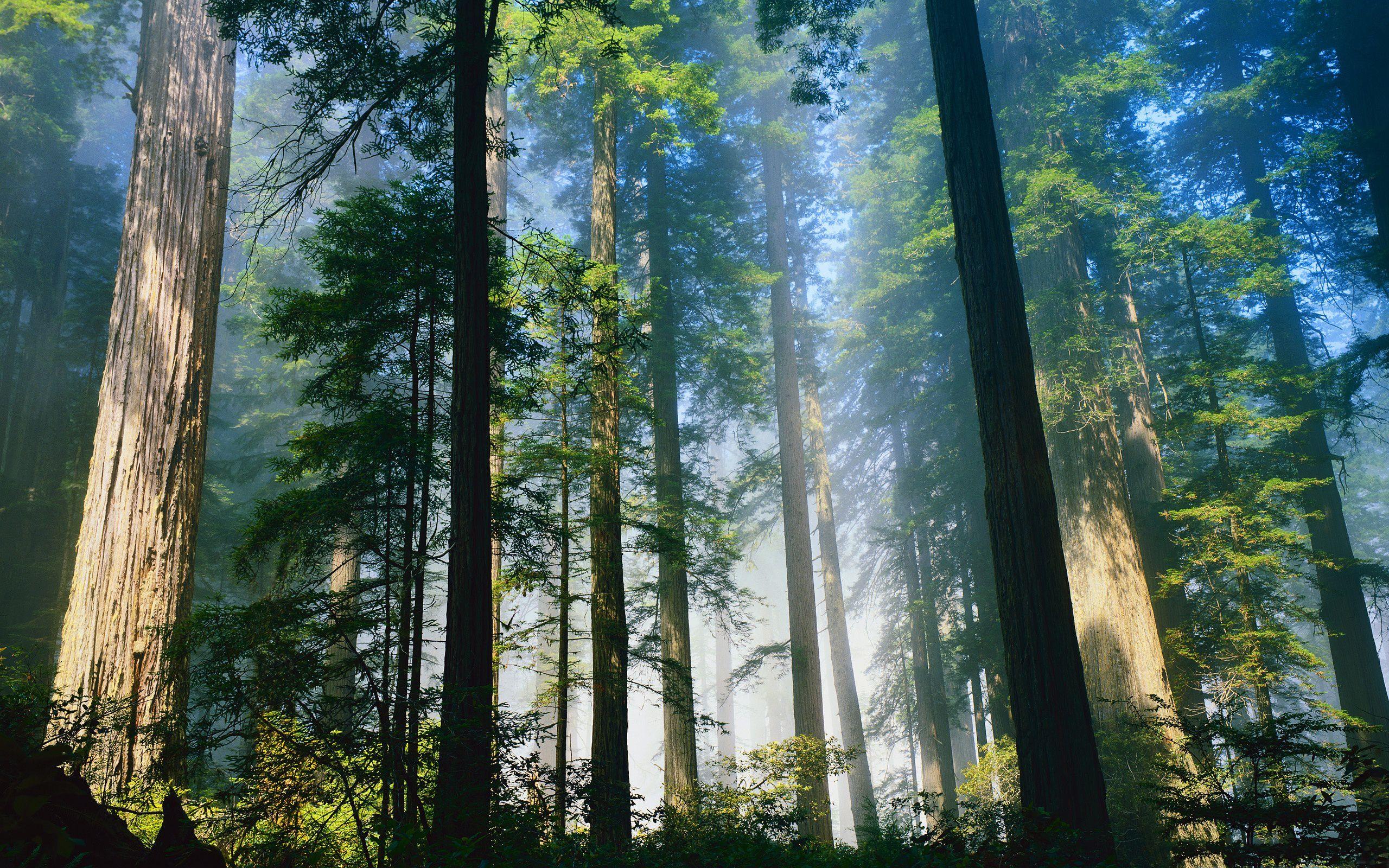 2560x1600 Daily Wallpaper: Redwood Forest. I Like To Waste My Time