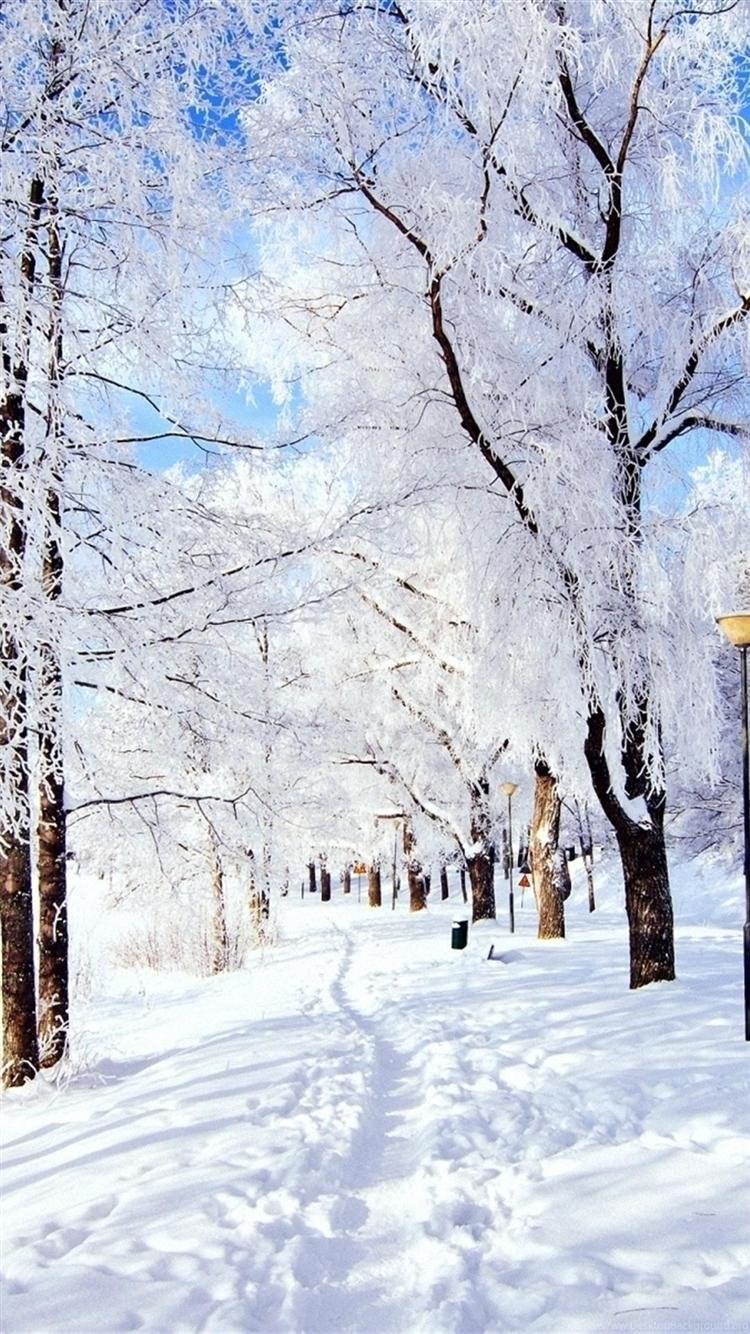 750x1334 Trail Trees Snow Frost Day Winter iPhone 6 Wallpaper HD Desktop Background