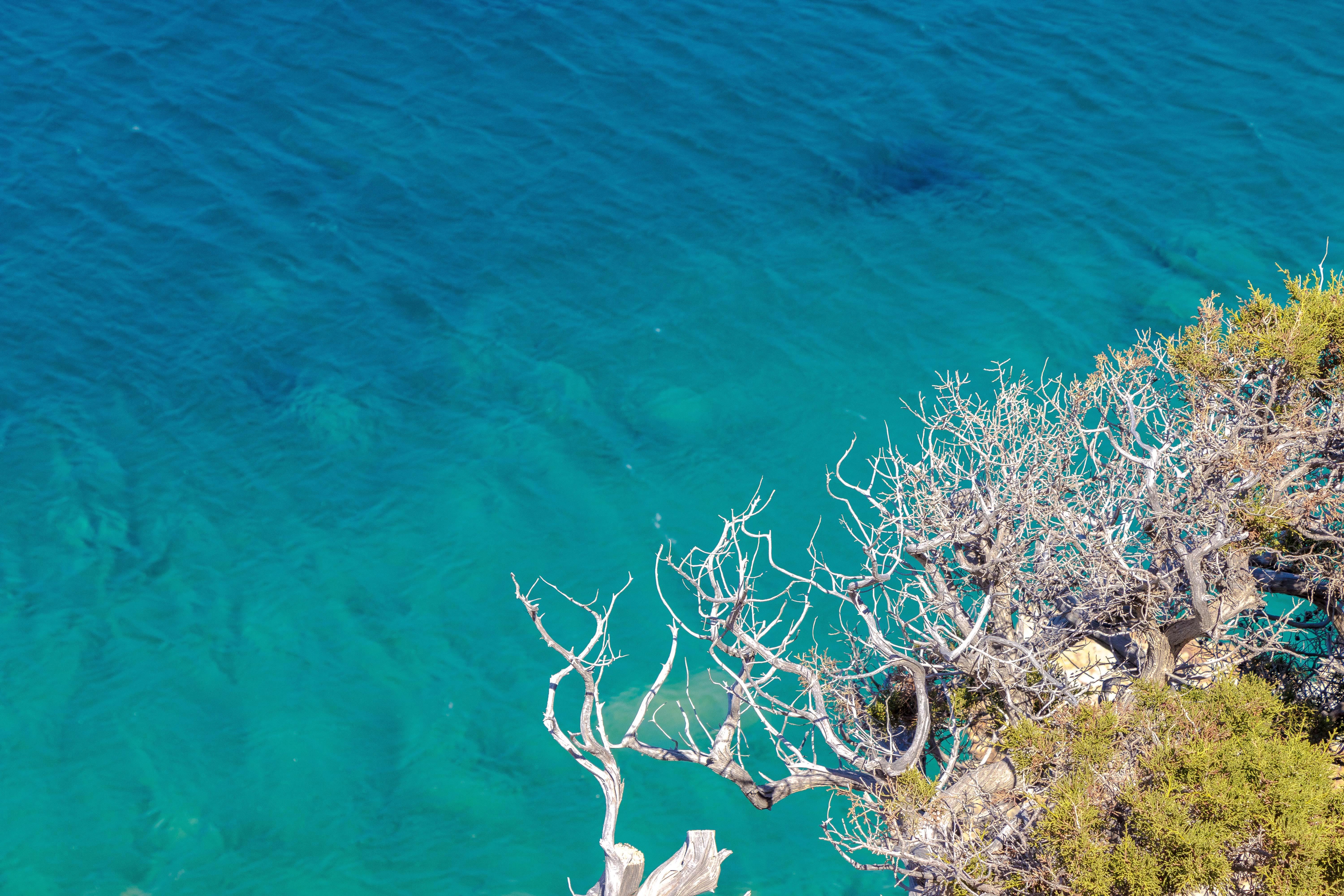 6000x4000 Clear Sea Trees Branches Ultra Quality 4k 1400x900 Resolution HD 4k Wallpaper, Image, Background, Photo and Picture