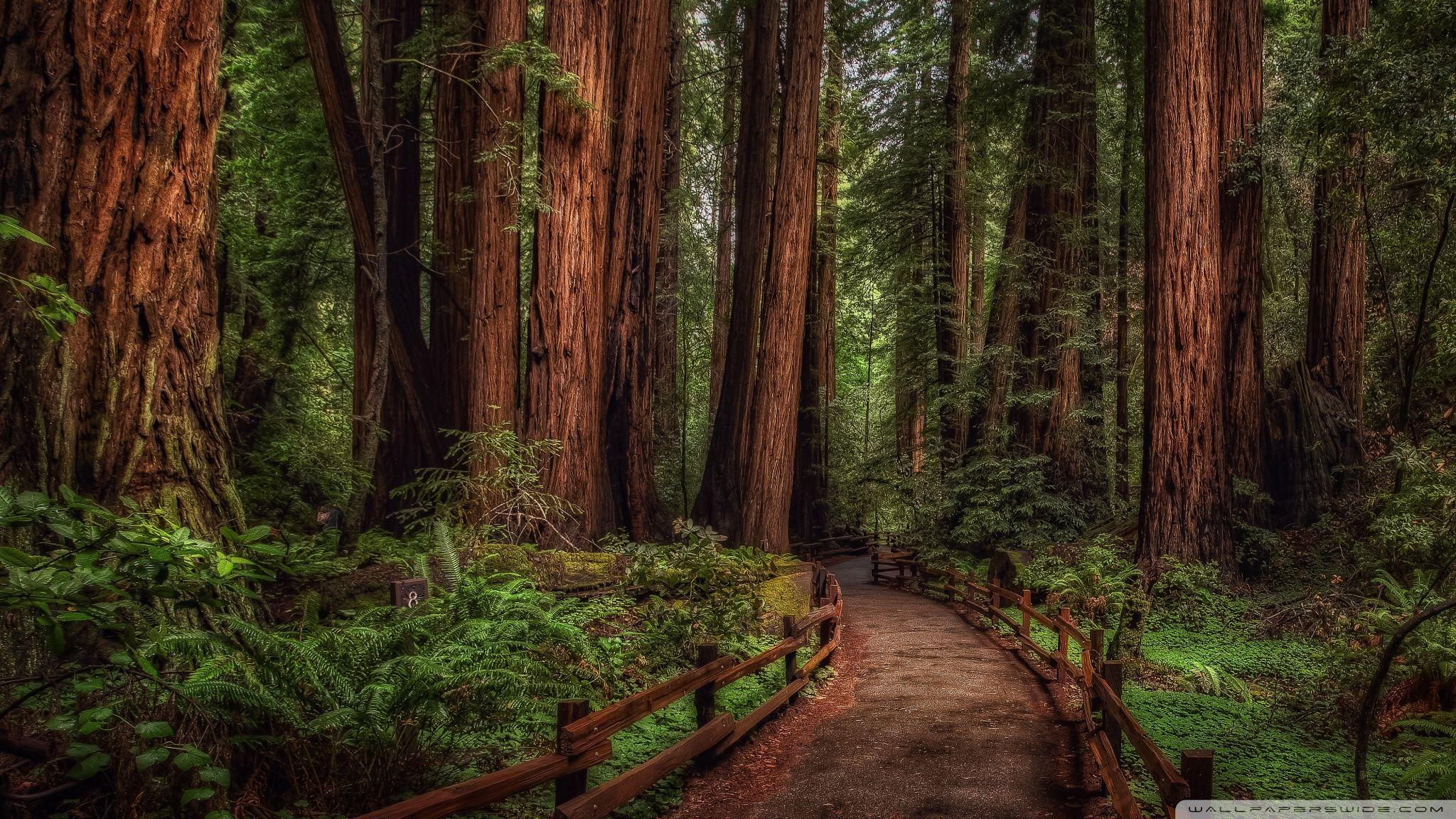 Redwood Forest Scenic Wallpapers - Top Free Redwood Forest Scenic ...