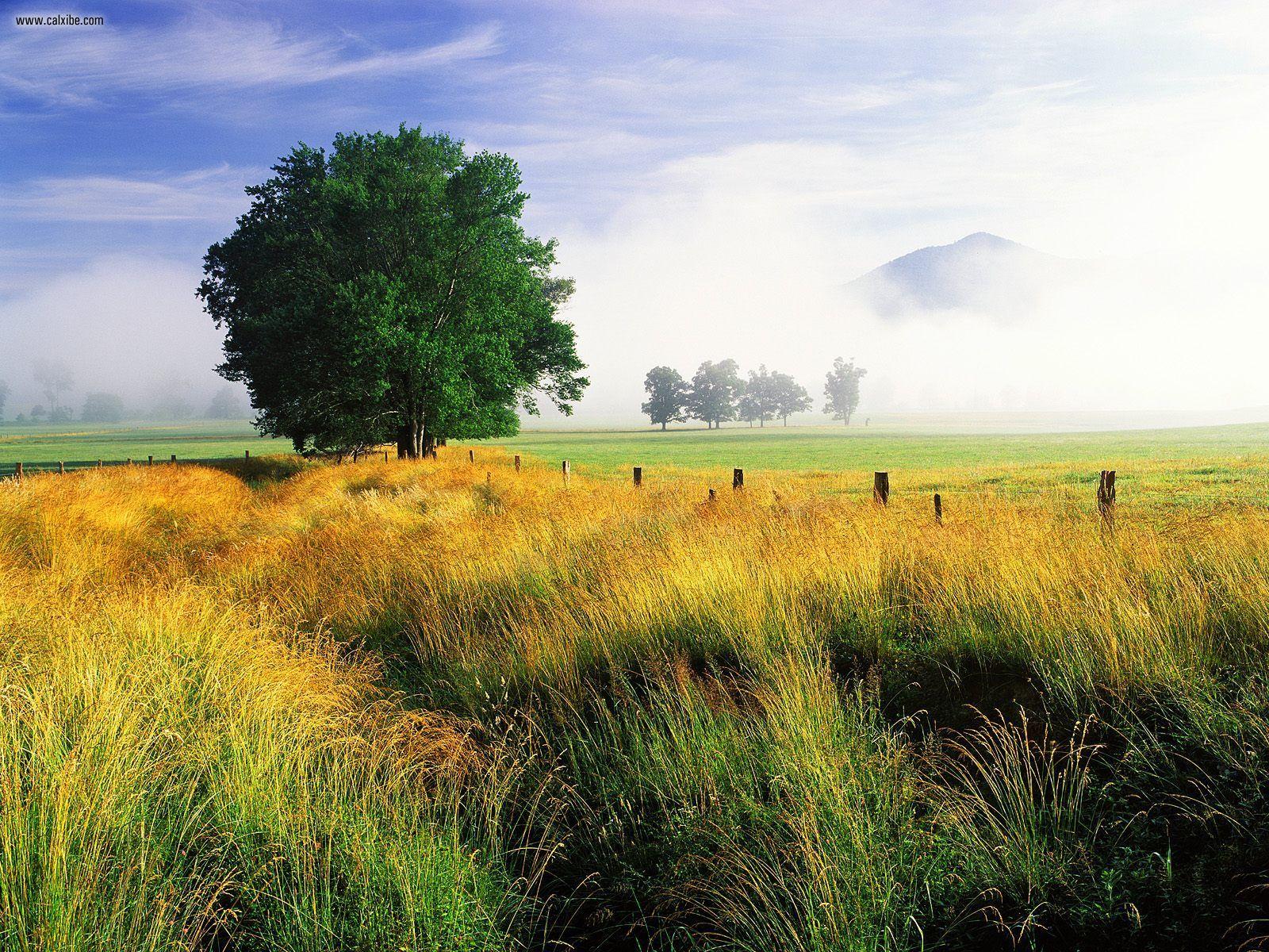 1600x1200 Nature: Wispy Field And Single White Oak Cades Cove Great Smoky Mountains Nation