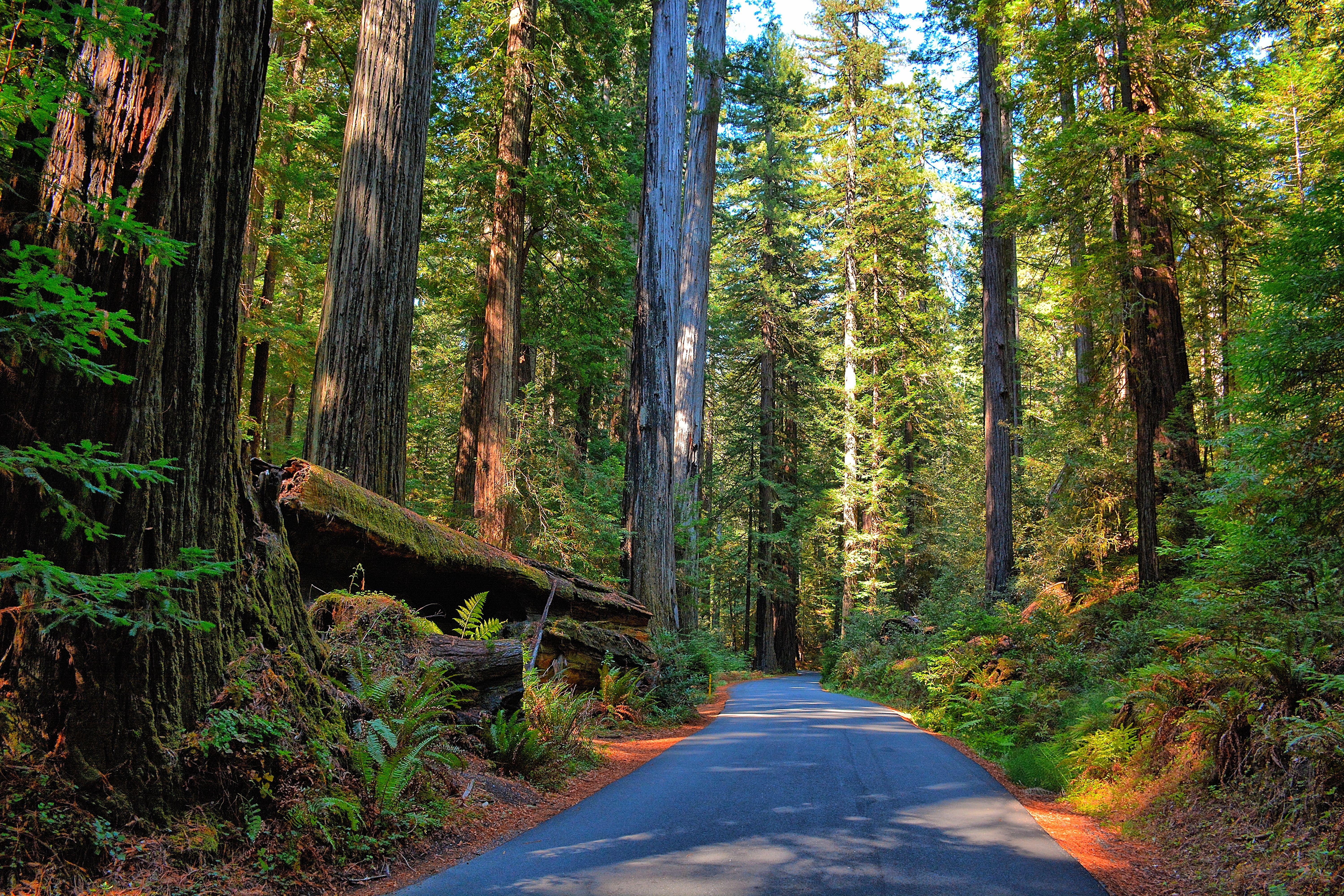 6000x4000 Elevation of Myers Flat, CA, USA