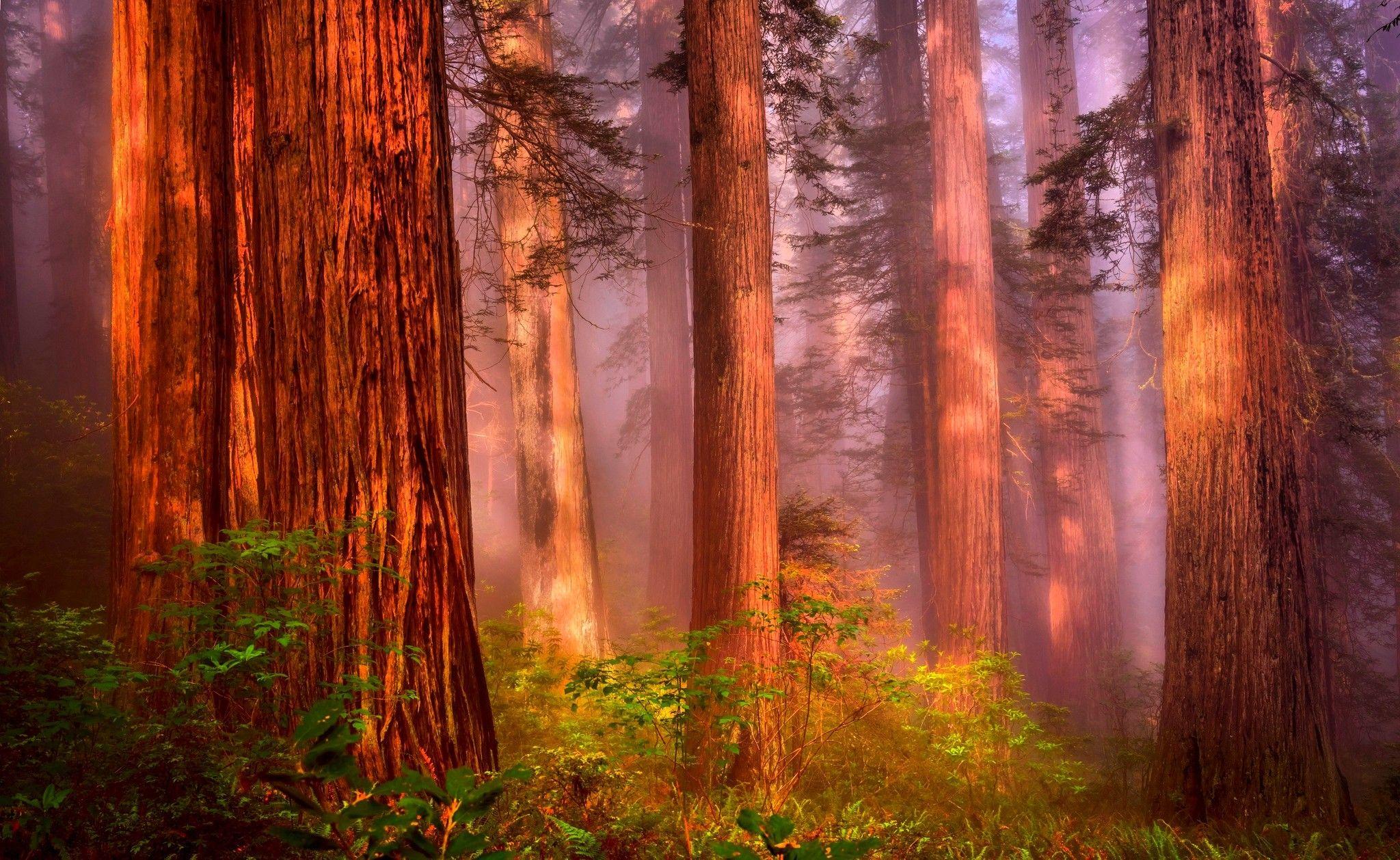 2048x1258 Redwood forest wallpaper Gallery
