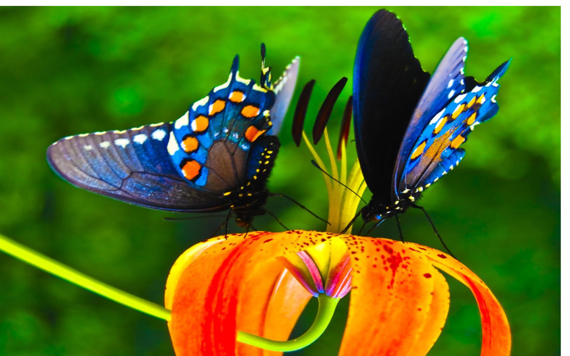 1920x1200 Colorful Butterfly Wallpaper