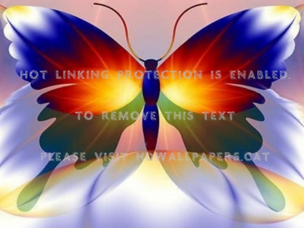 1024x768 colorful butterfly animals beautiful