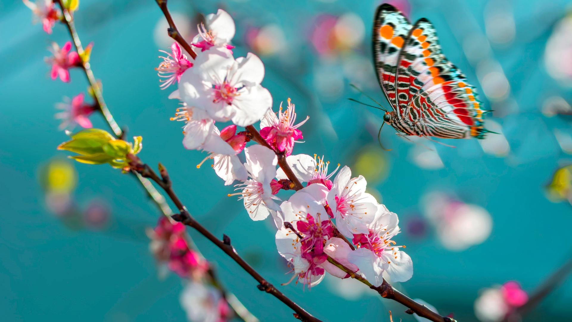 1920x1080 Colorful Butterfly Above White Pink Blossom HD Butterfly Wallpaper