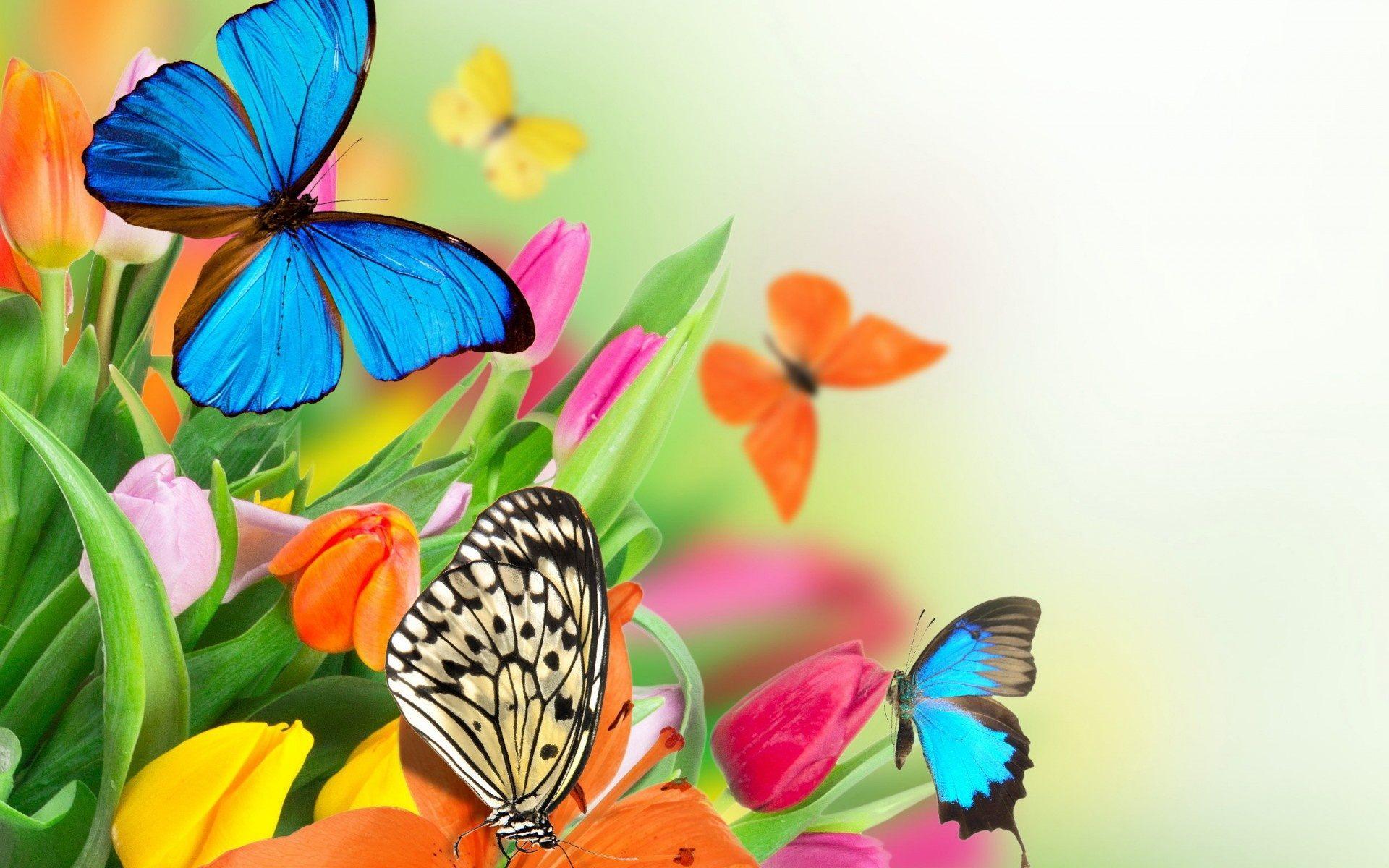 1920x1200 Colorful butterflies wallpaper