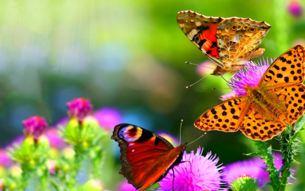 1280x800 Colorful Butterfly Background 21 Hd Wallpaper Chinese Medicine