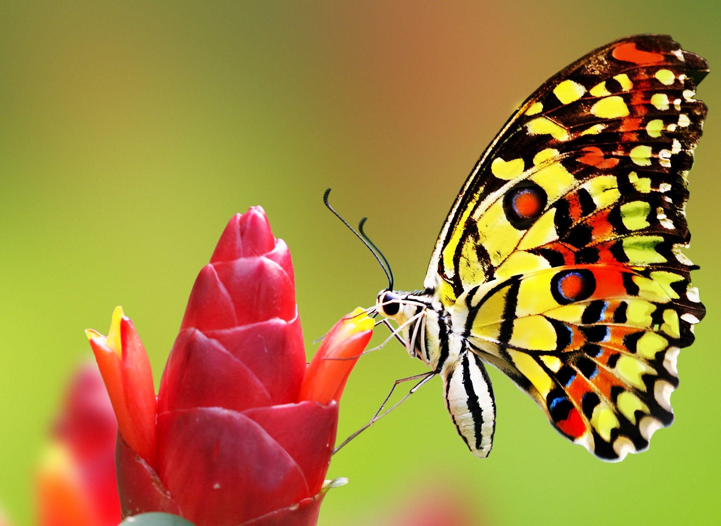 2408x1756 Flowers and Butterflies Wallpaper