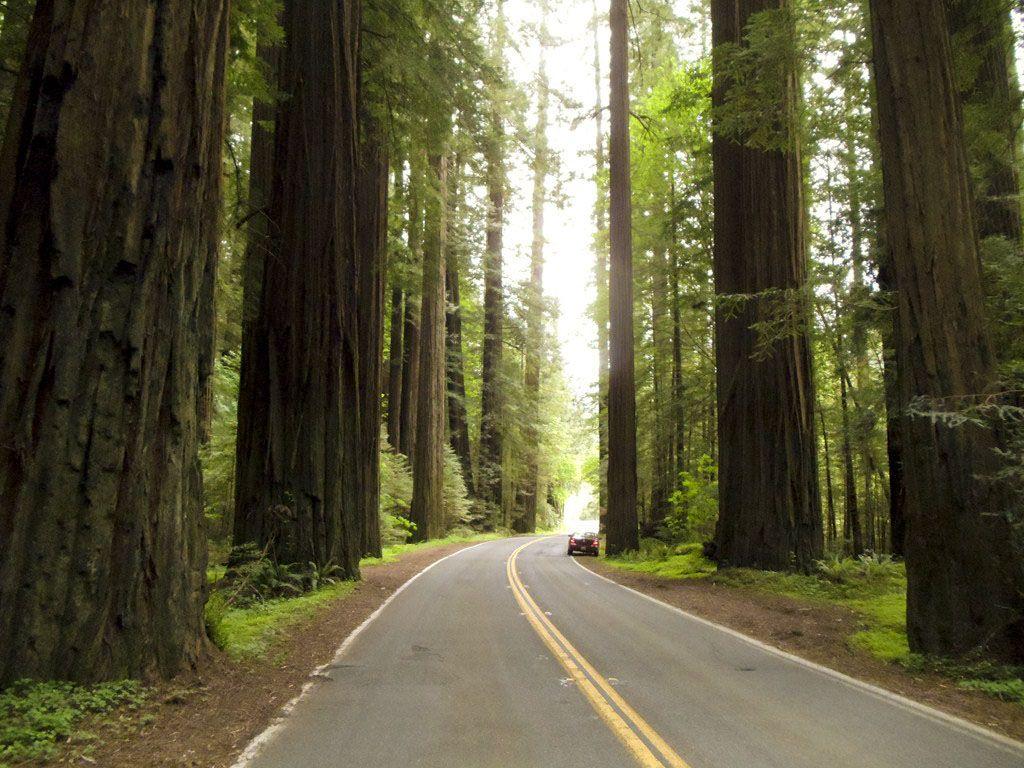 Redwood Forest Scenic Wallpapers - Top Free Redwood Forest Scenic ...