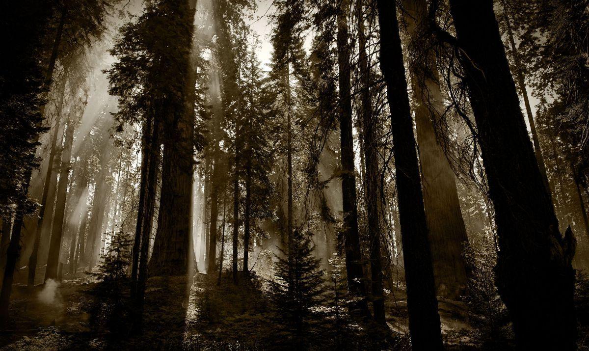1200x715 Redwood Forest HD Wallpaper Scary