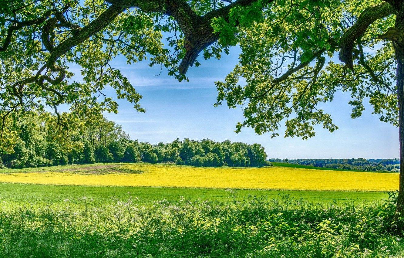 desktop meadow