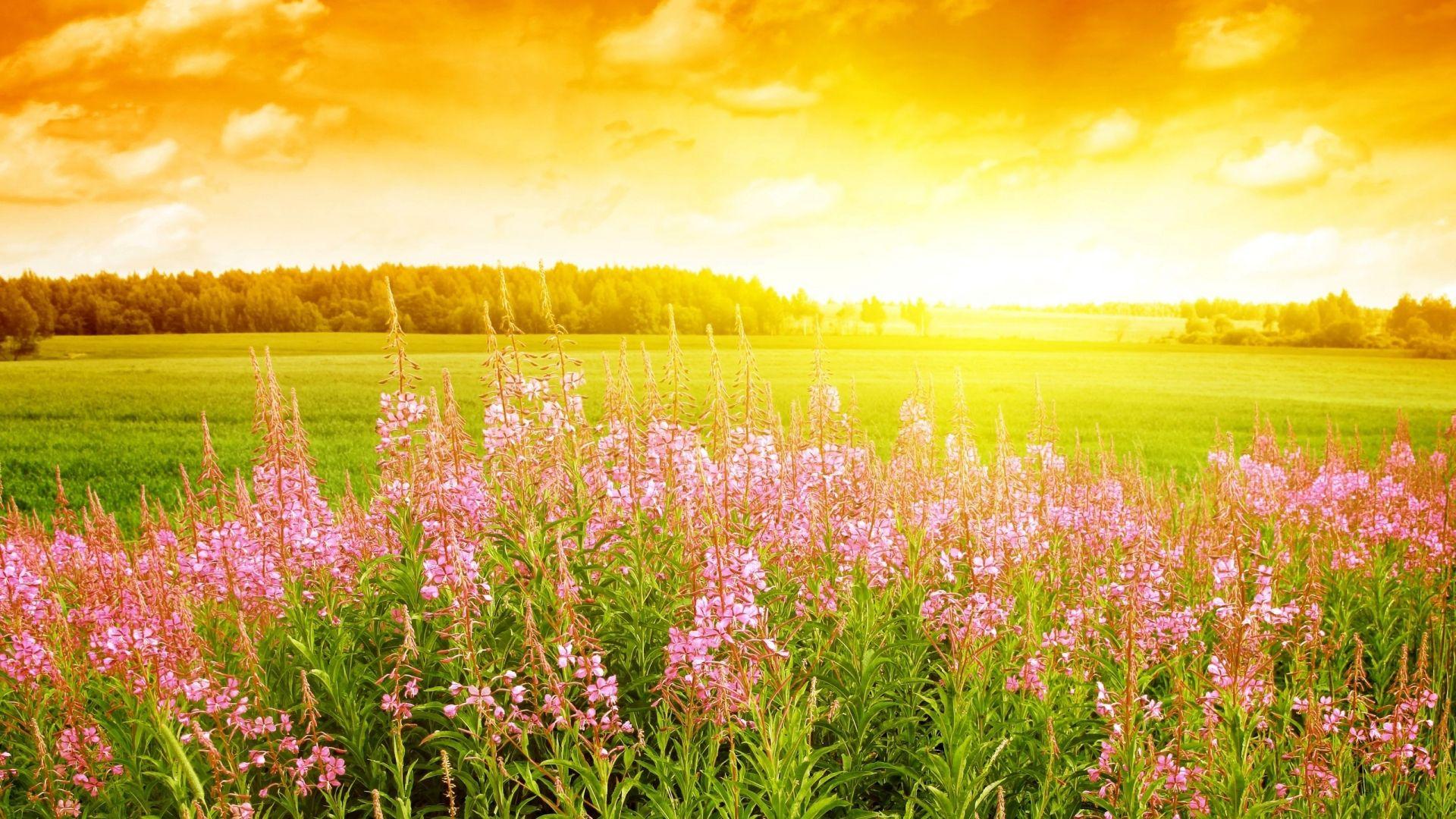 peaceful meadow background clipart