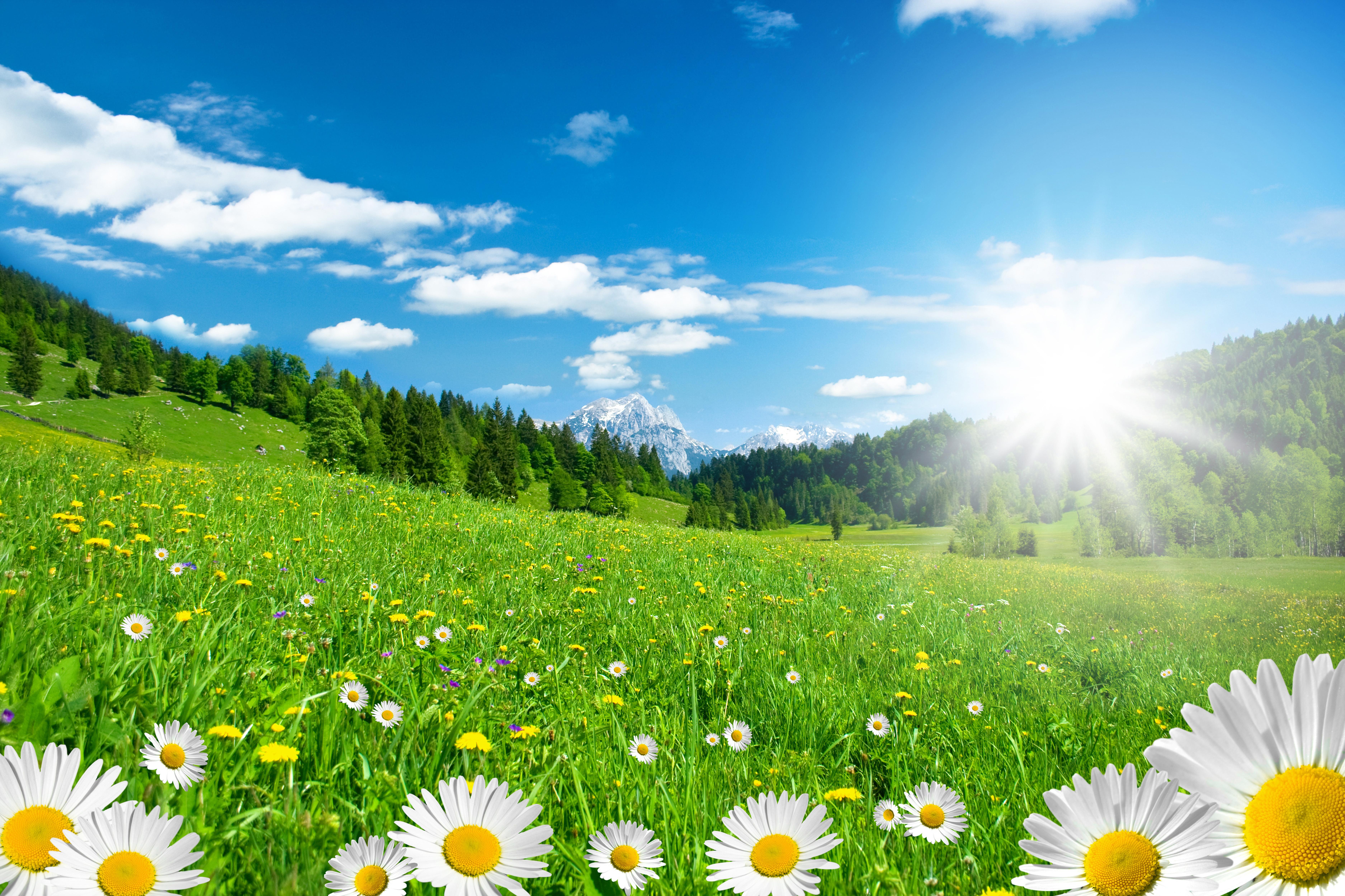 peaceful meadow background clipart