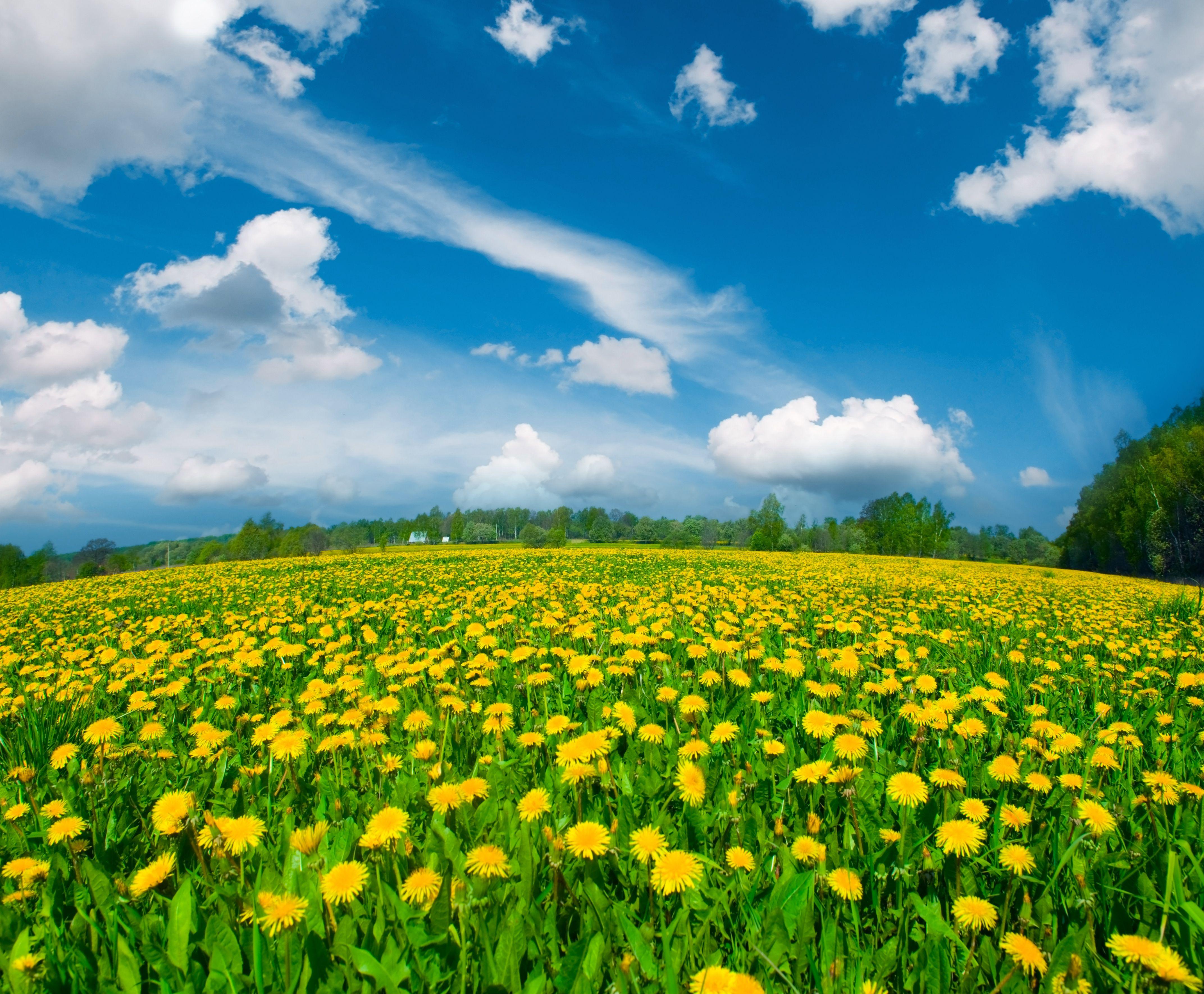 4288x3540 Cartoon Summer Meadow Wallpaper, HD Cartoon Summer Meadow Background