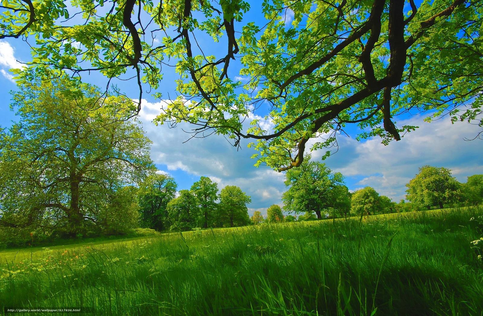 1600x1048 Download wallpaper summer, meadow, trees, BRANCH free desktop wallpaper in the resolution 2048x1342
