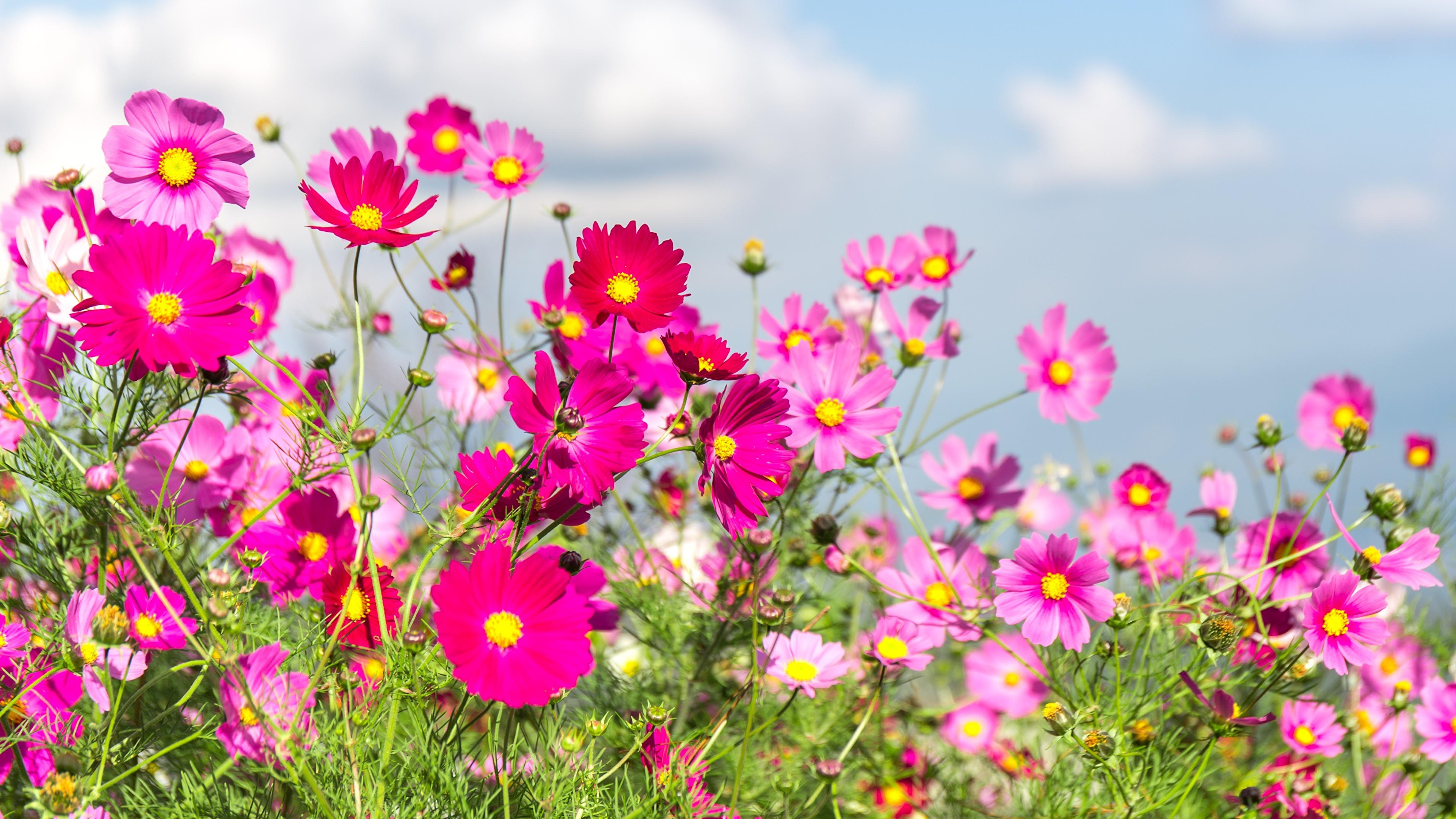 3840x2160 Picture Summer Meadow Flowers Cosmos plant 3840x2160