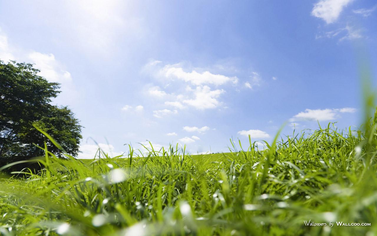 1280x800 Summer Meadow Scenery Meadow Widescreen Wallpaper 1280x800 NO.6 Desktop Wallpaper