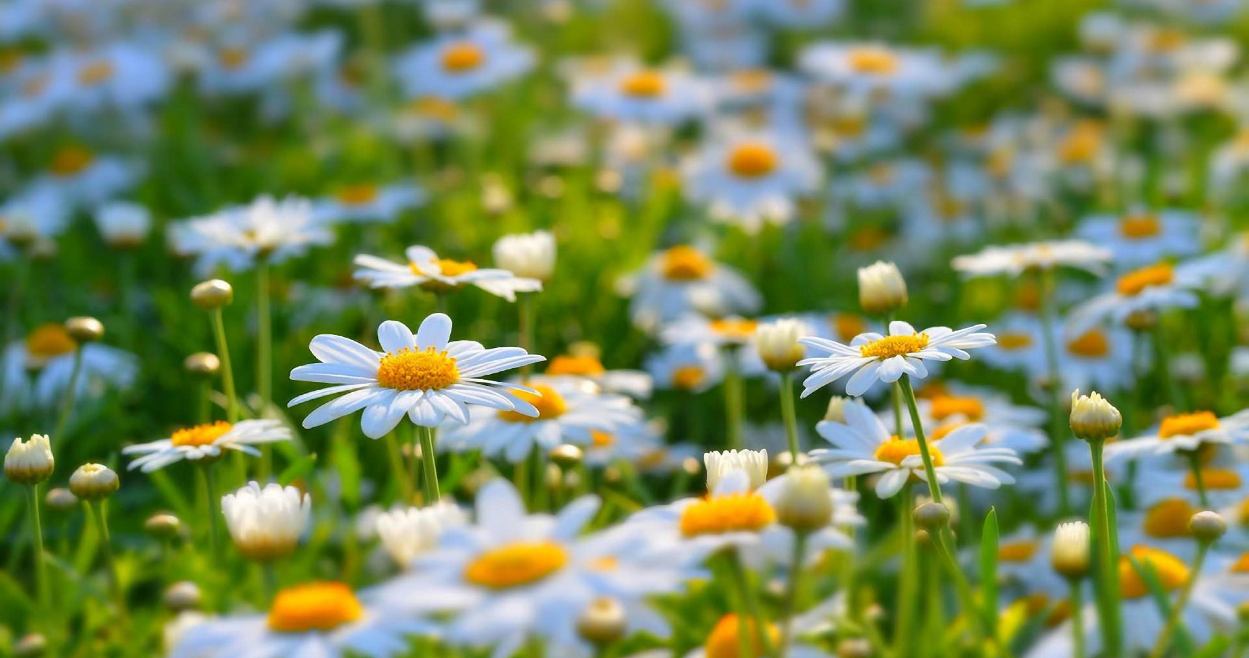 4096x2160 summer flowers meadow 4k ultra HD wallpaper High quality walls