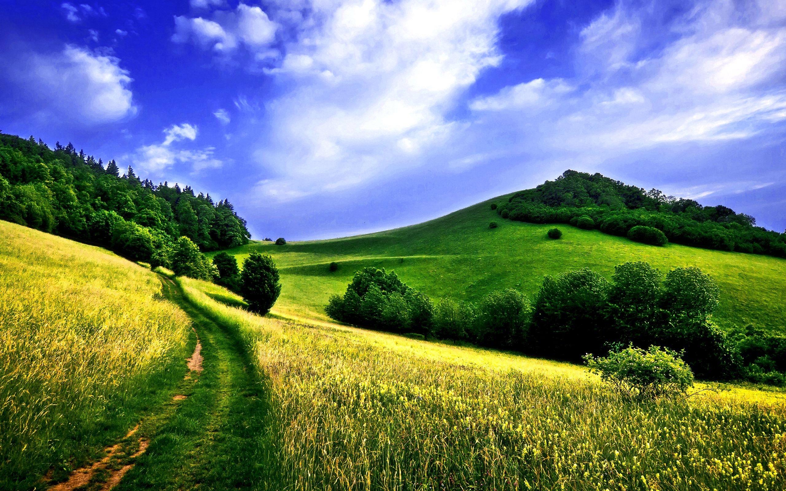 2560x1600 Summer meadow Desktop Wallpaper FREE on
