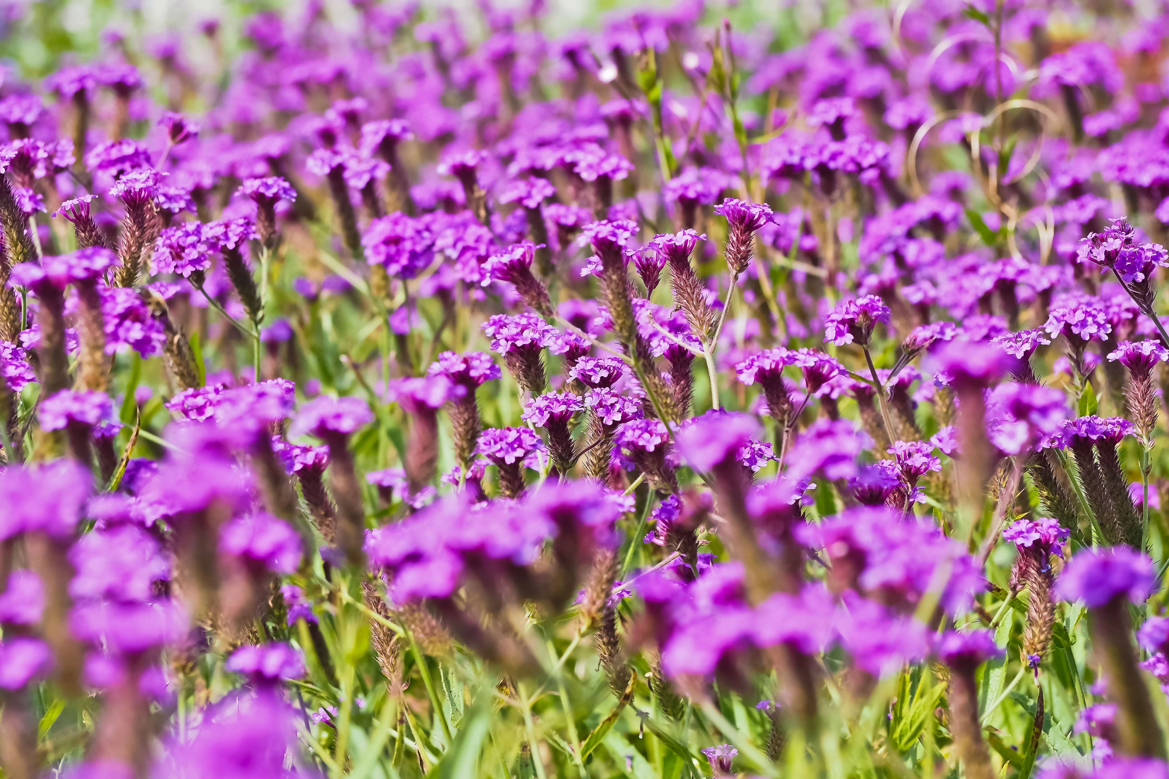 3840x2560 summer meadow HD wallpaper, Background