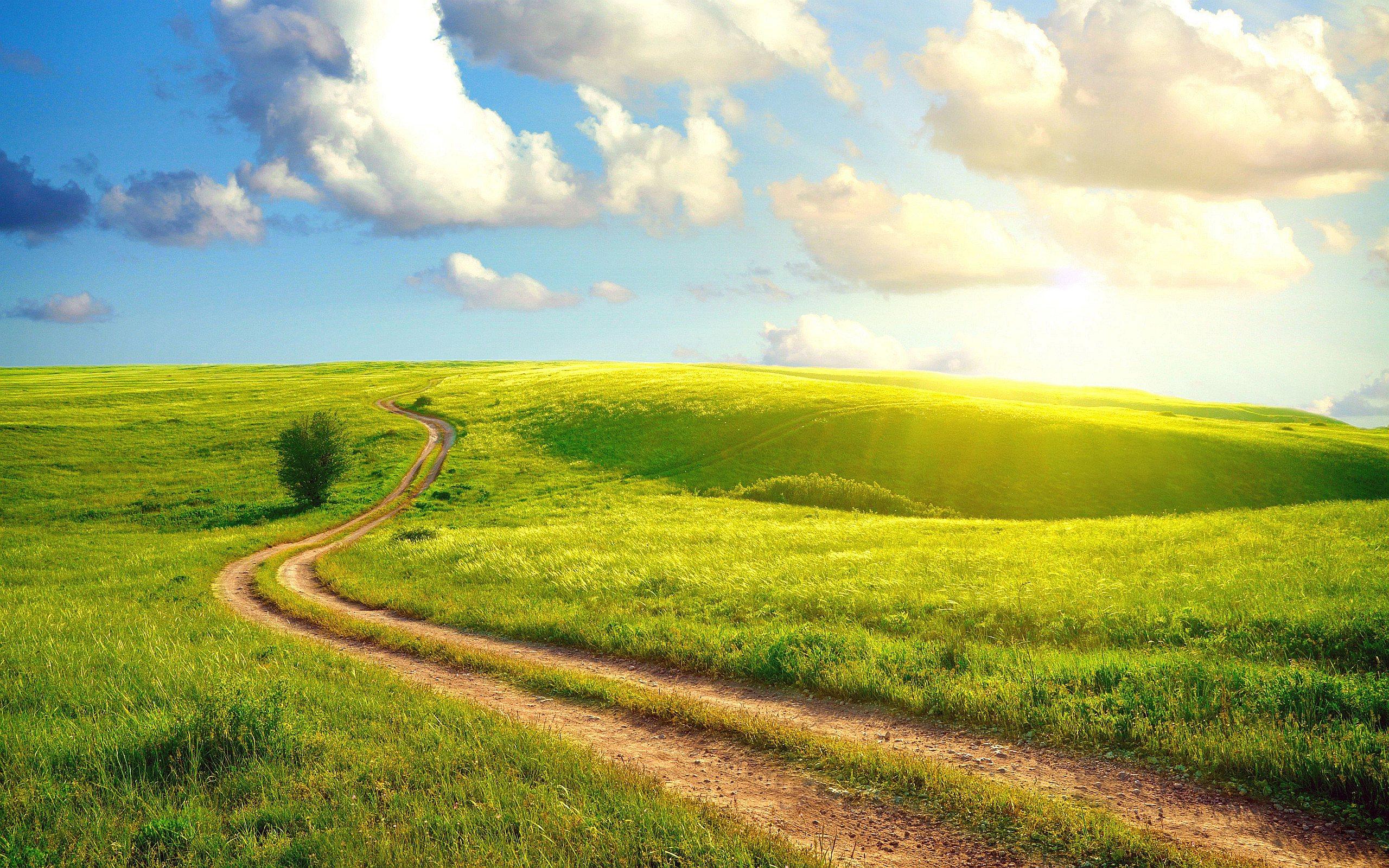 2560x1600 Summer day Meadow