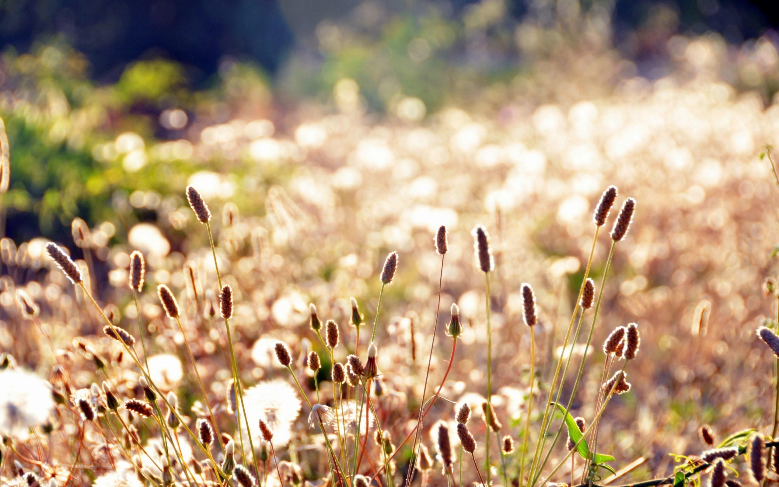 2560x1600 Plants Grass Meadow Field Summer Macro wallpaperx1600