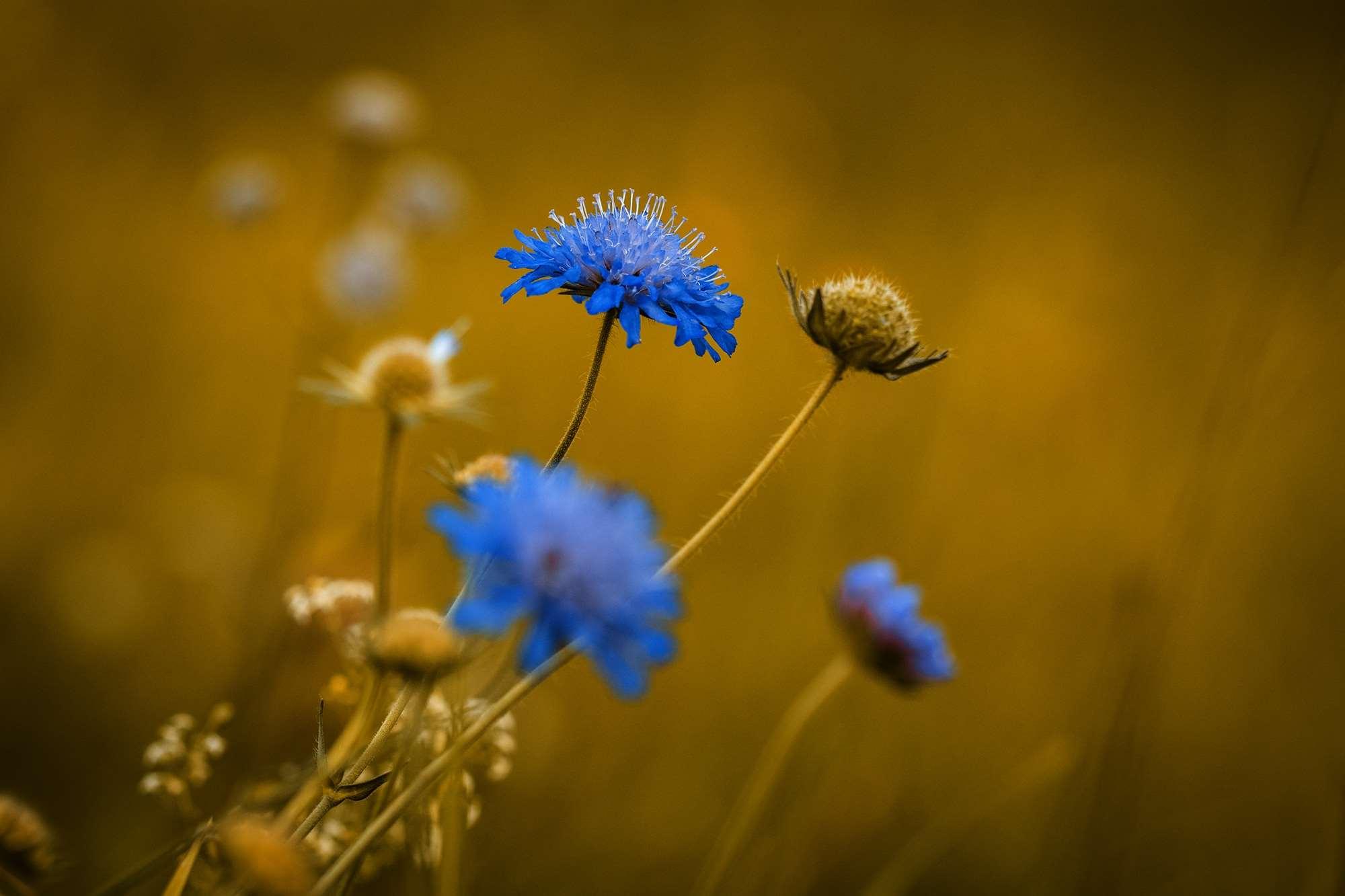 2000x1333 summer meadow HD wallpaper, background