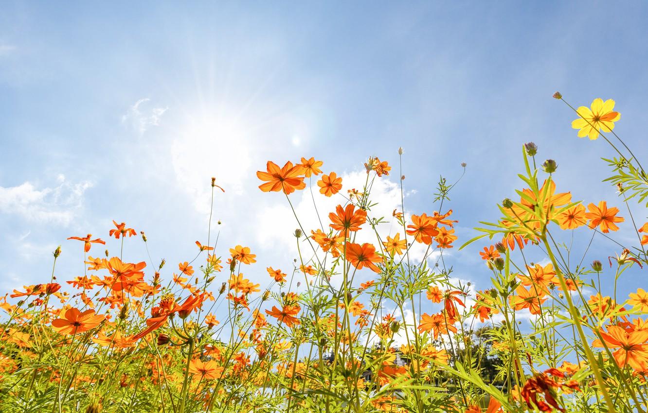1332x850 Wallpaper field, summer, the sky, the sun, flowers, colorful, meadow, summer, field, flowers, cosmos, meadow image for desktop, section природа