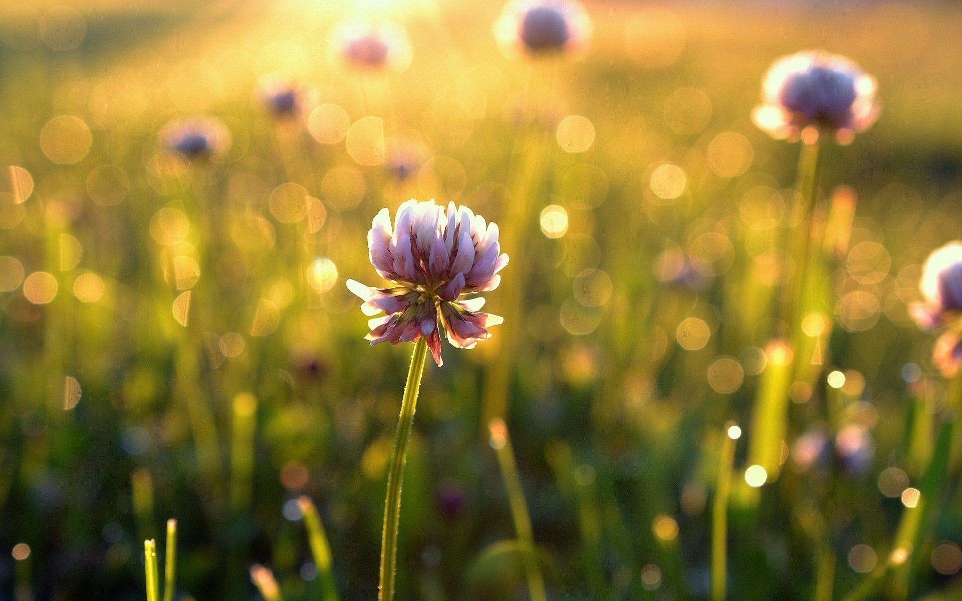 1920x1200 flower flower flower grass green leaves summer sun morning day the. Flowers, Green background, Summer grass